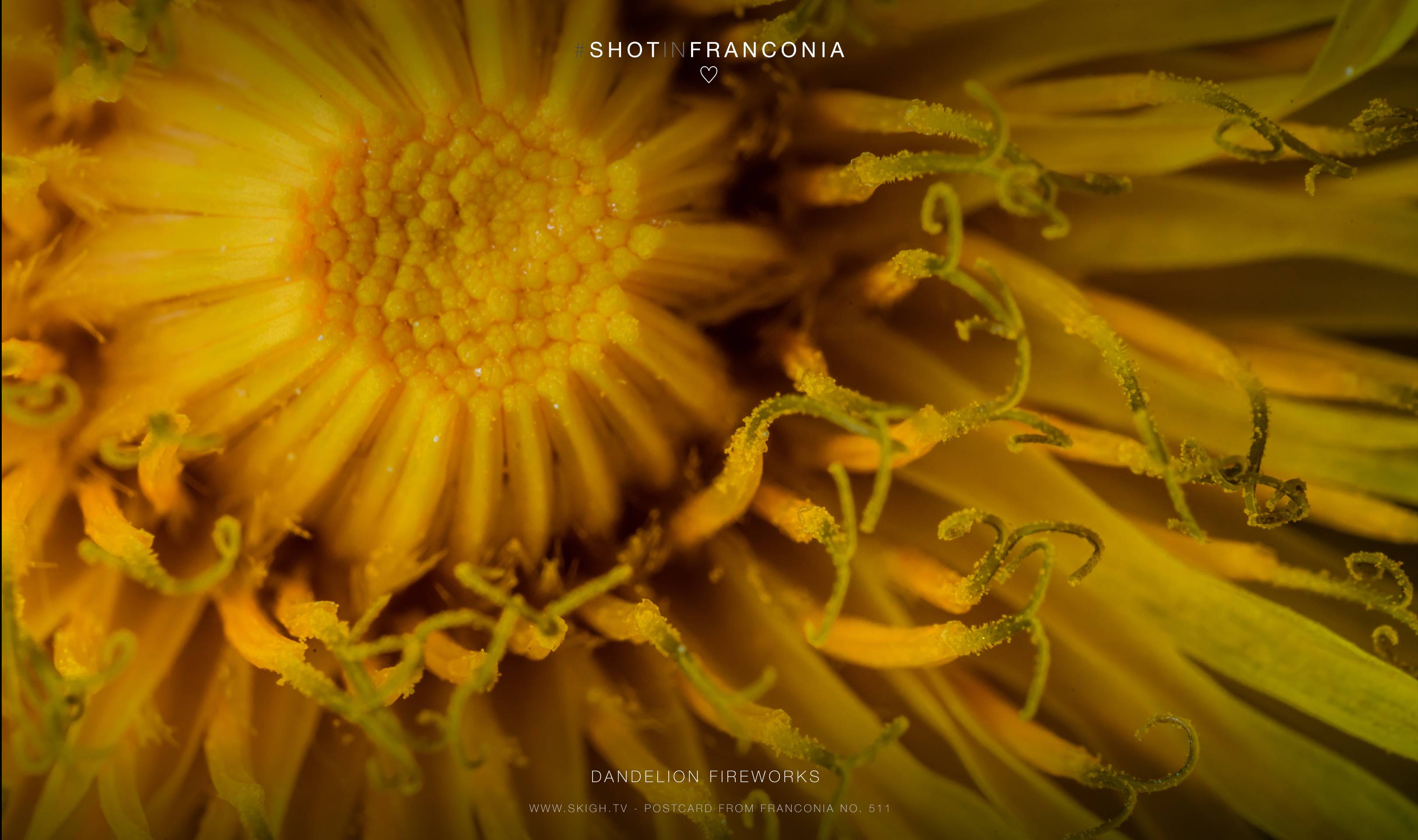 Dandelion Fireworks | 1/125s * f18 * ISO 500 * 90mm - FE 90mm F2.8 Macro G OSS - Sony α7R III Dandelion Fireworks