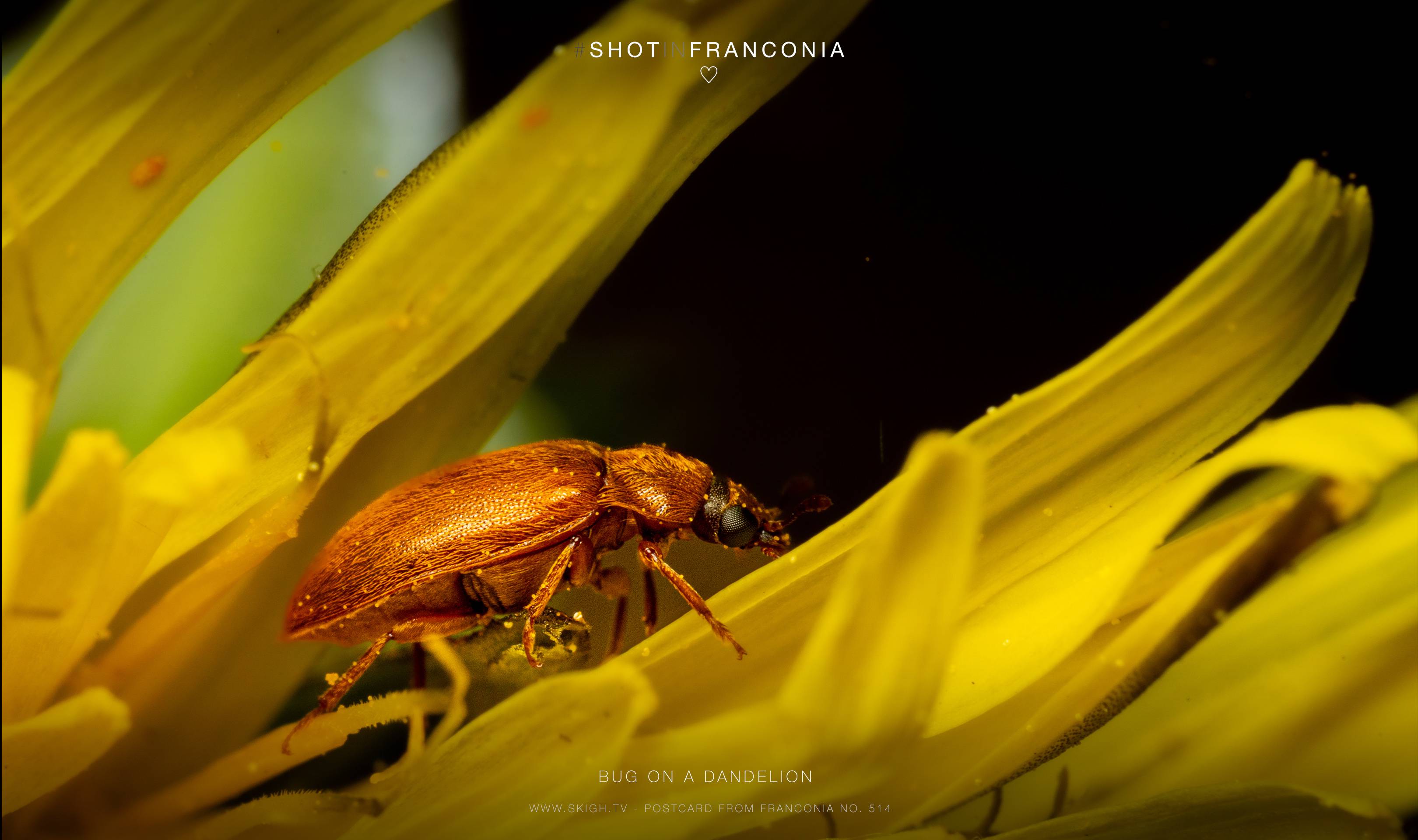 Bug on a dandelion | 1/200s * f18 * ISO 500 * 90mm - FE 90mm F2.8 Macro G OSS - Sony α7R III Bug on a dandelion