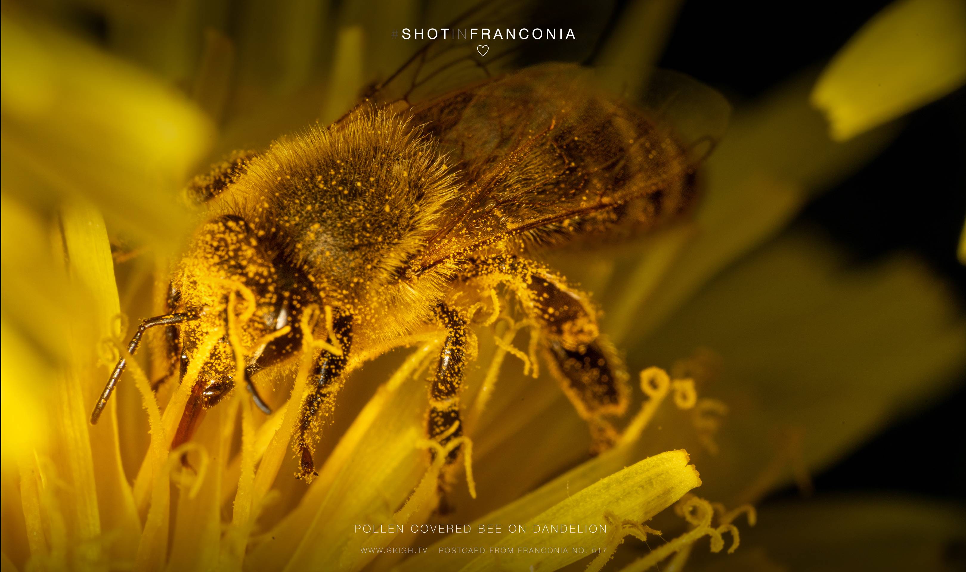 Pollen covered bee on dandelion | 1/200s * f18 * ISO 500 * 90mm - FE 90mm F2.8 Macro G OSS - Sony α7R III Pollen covered bee on dandelion