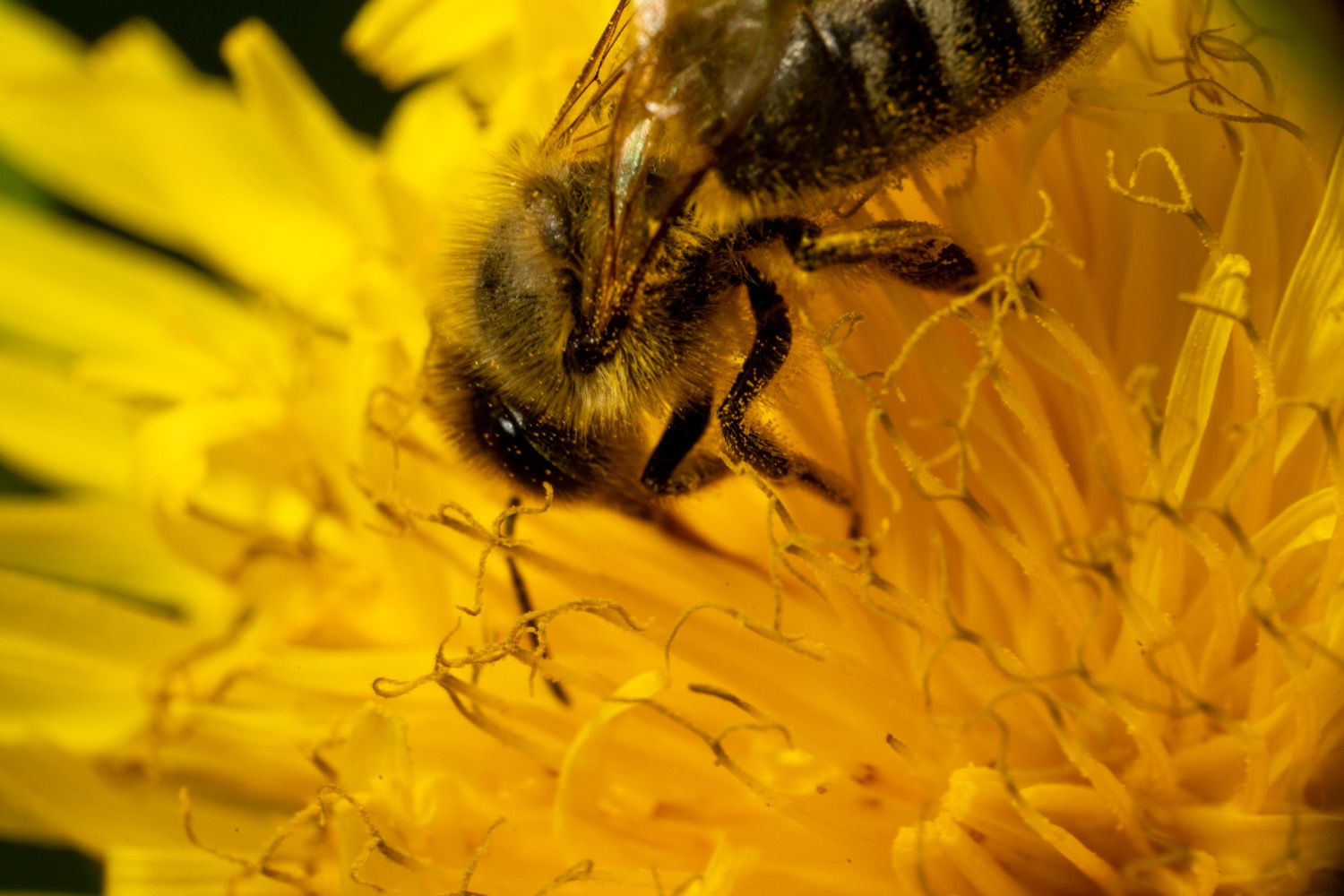 Pollen covered bee on dandelion | 1/200s * f18 * ISO 500 * 90mm - FE 90mm F2.8 Macro G OSS - Sony α7R III Pollen covered bee on dandelion