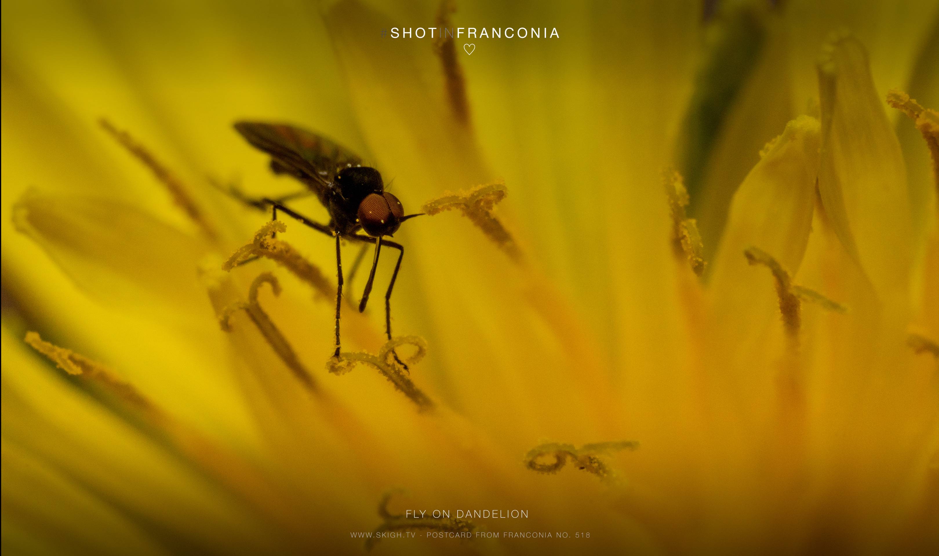 Fly on dandelion | 1/200s * f16 * ISO 640 * 90mm - FE 90mm F2.8 Macro G OSS - Sony α7R III Fly on dandelion