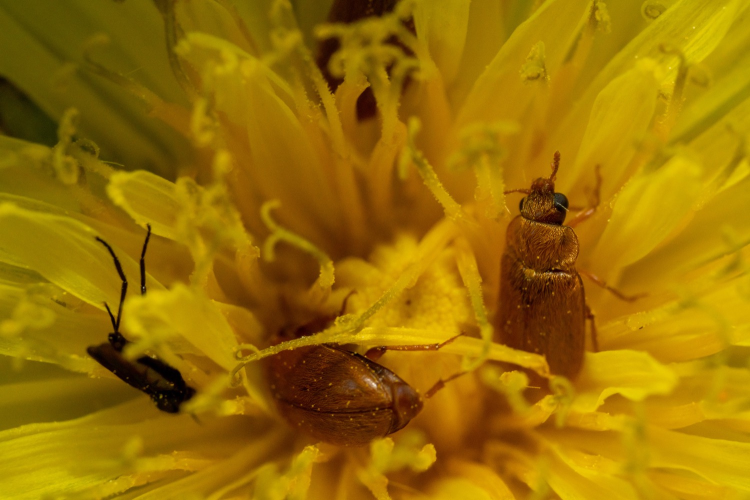 Brown carpet beetle sit-in | 1/250s * f13 * ISO 640 * 90mm - FE 90mm F2.8 Macro G OSS - Sony α7R III Brown carpet beetle sit-in