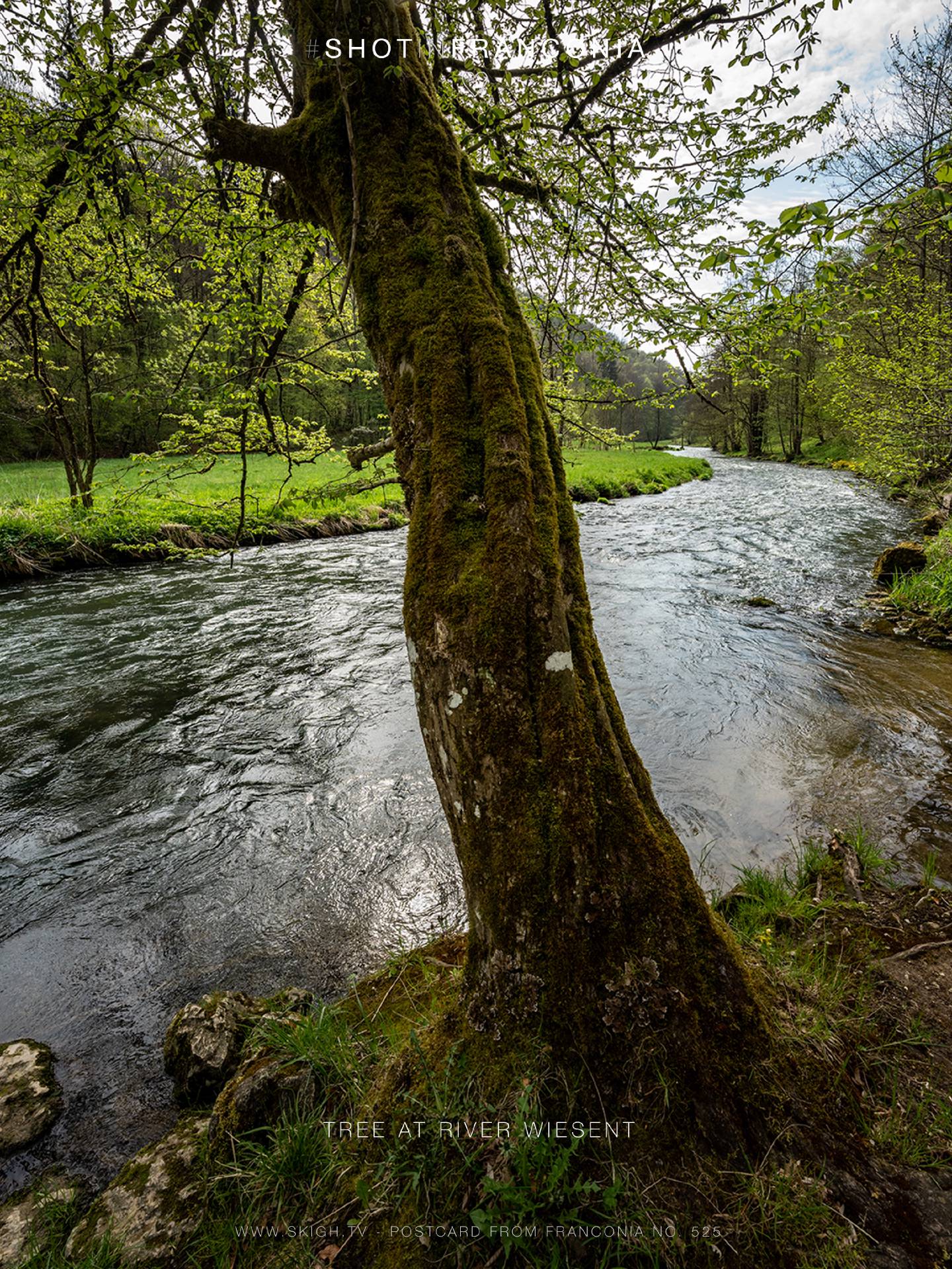 Tree at river Wiesent | 1/250s * f11 * ISO 640 * 14mm - 14-24mm F2.8 DG DN | Art 019 - Sony α7 IV Tree at river Wiesent
