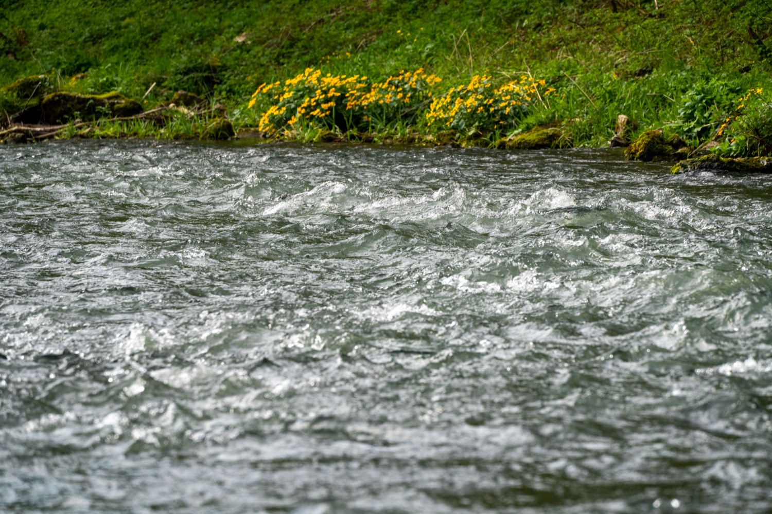 Tree at river Wiesent | 1/250s * f11 * ISO 640 * 14mm - 14-24mm F2.8 DG DN | Art 019 - Sony α7 IV Tree at river Wiesent