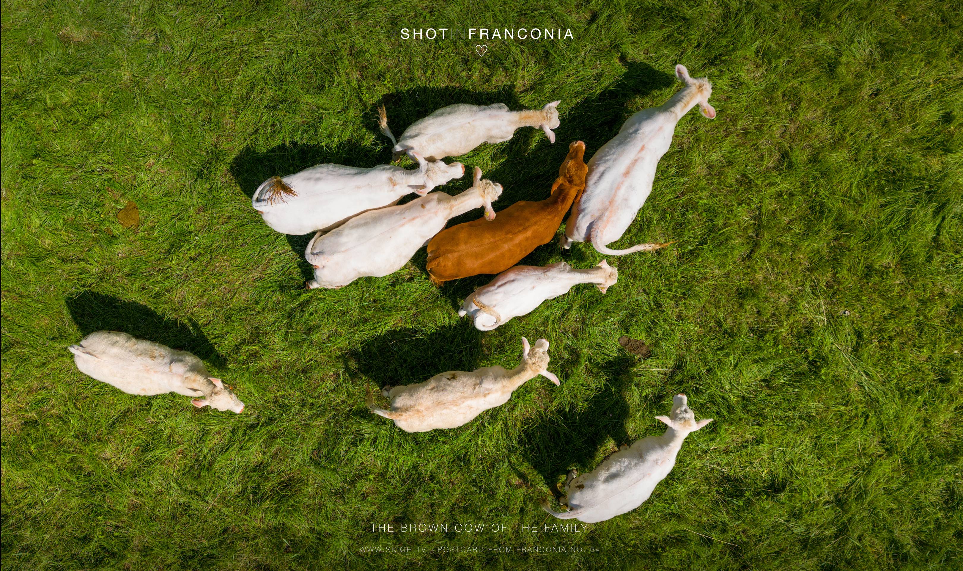 The brown cow of the family | 1/3200s * f1.7 * ISO 100 * 7mm - 6.7 mm f/1.7 - DJI Mini 3 pro The brown cow of the family