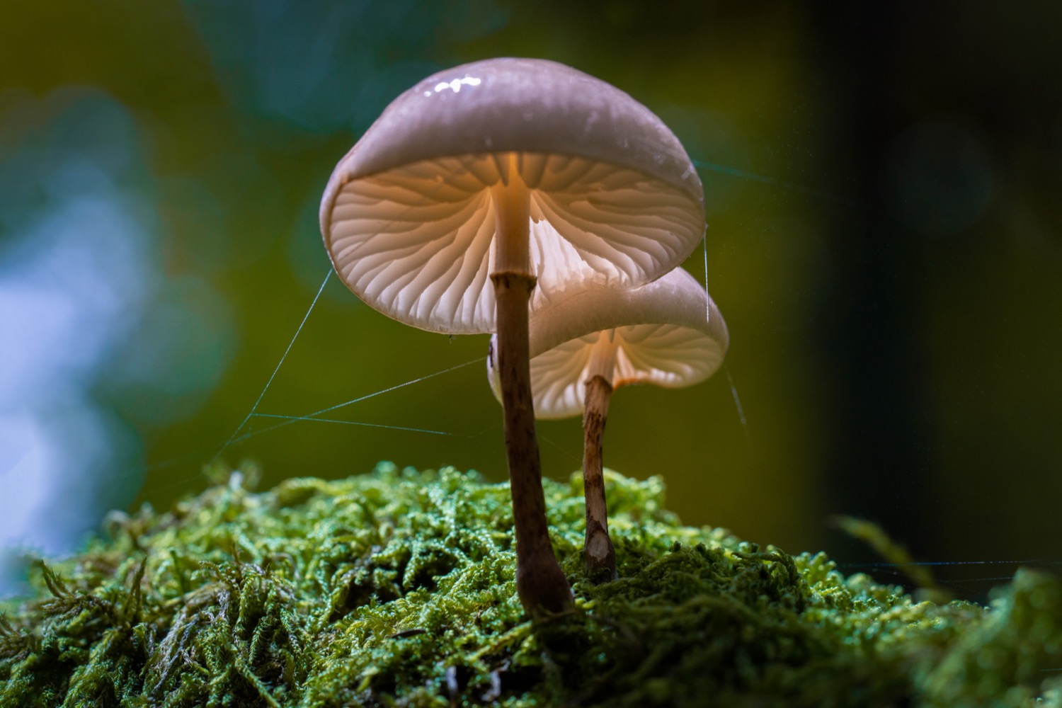 Fungi and spores | 1/125s * f10 * ISO 800 * 90mm - FE 90mm F2.8 Macro G OSS - Sony α7R III Fungi and spores