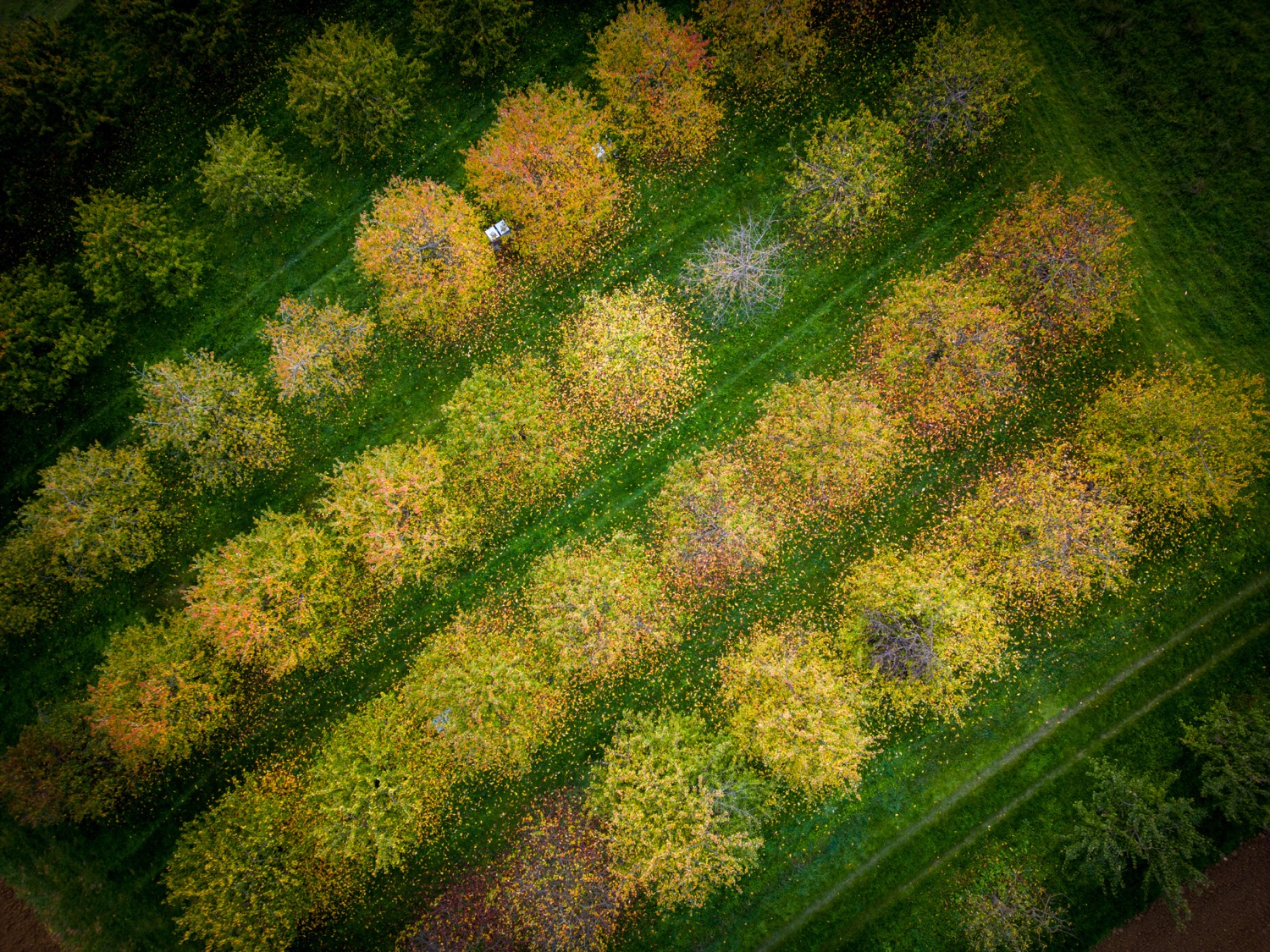 Tree nursery from above | 1/250s * f1.7 * ISO 100 * 7mm - 6.7 mm f/1.7 - DJI Mini 3 pro Tree nursery from above