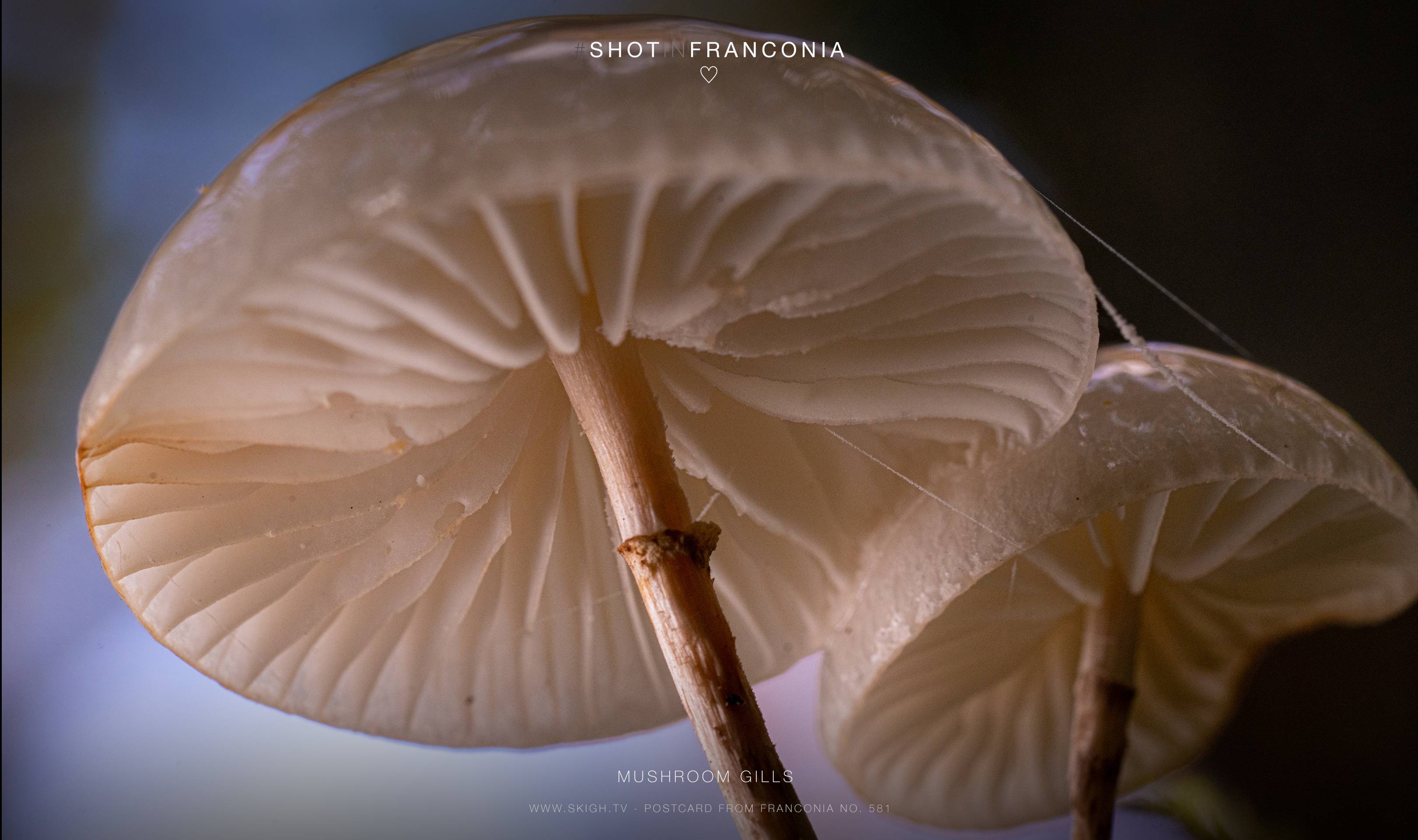 Mushroom gills | 1/125s * f11 * ISO 1600 * 90mm - FE 90mm F2.8 Macro G OSS - Sony α7R III Mushroom gills