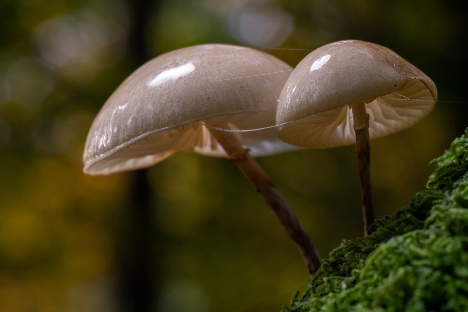 Mushroom gills | 1/125s * f11 * ISO 1600 * 90mm - FE 90mm F2.8 Macro G OSS - Sony α7R III Mushroom gills