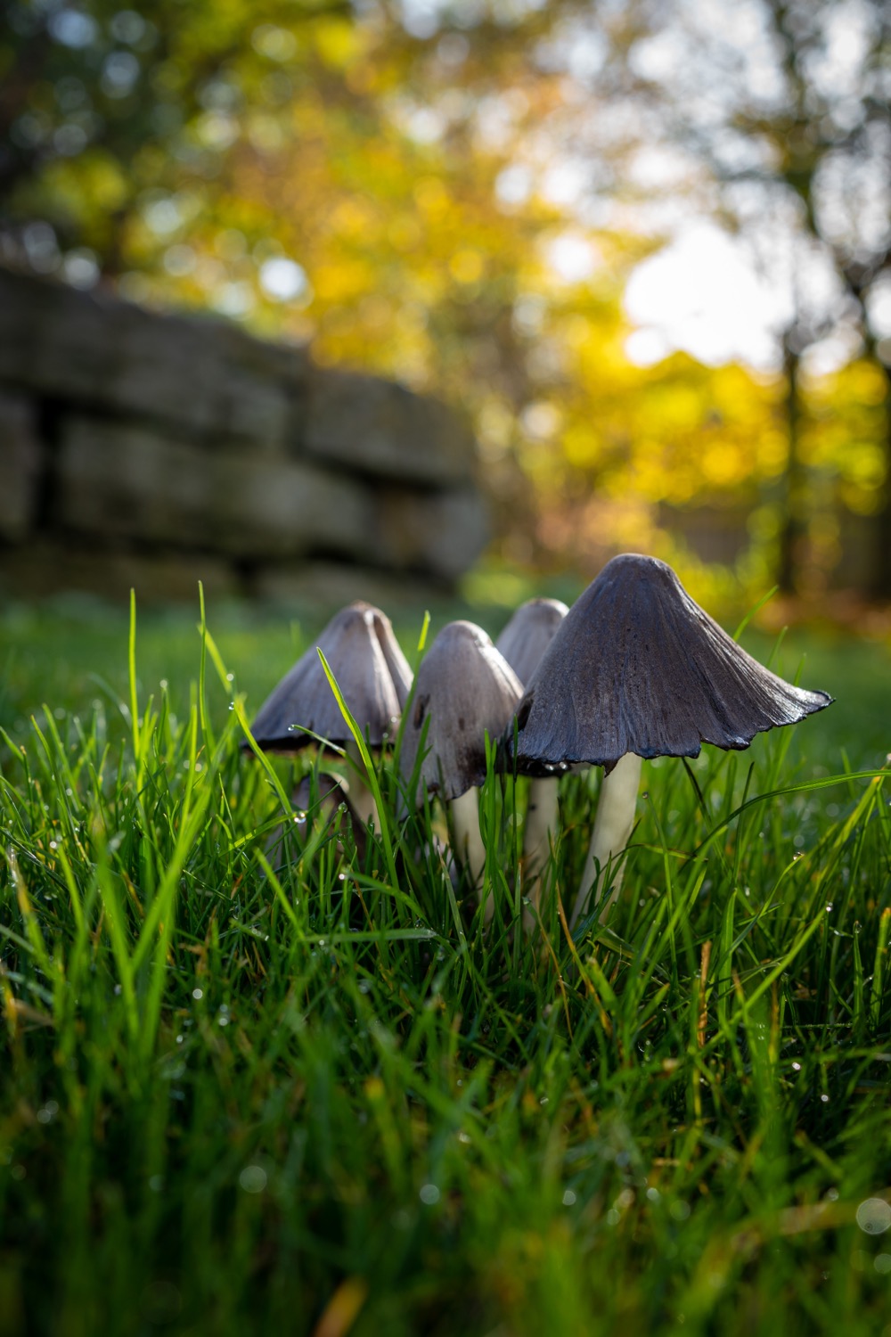 Mushrooms on a meadow | 1/125s * f8 * ISO 250 * 35mm - FE 35mm F1.8 - Sony α7 IV Mushrooms on a meadow