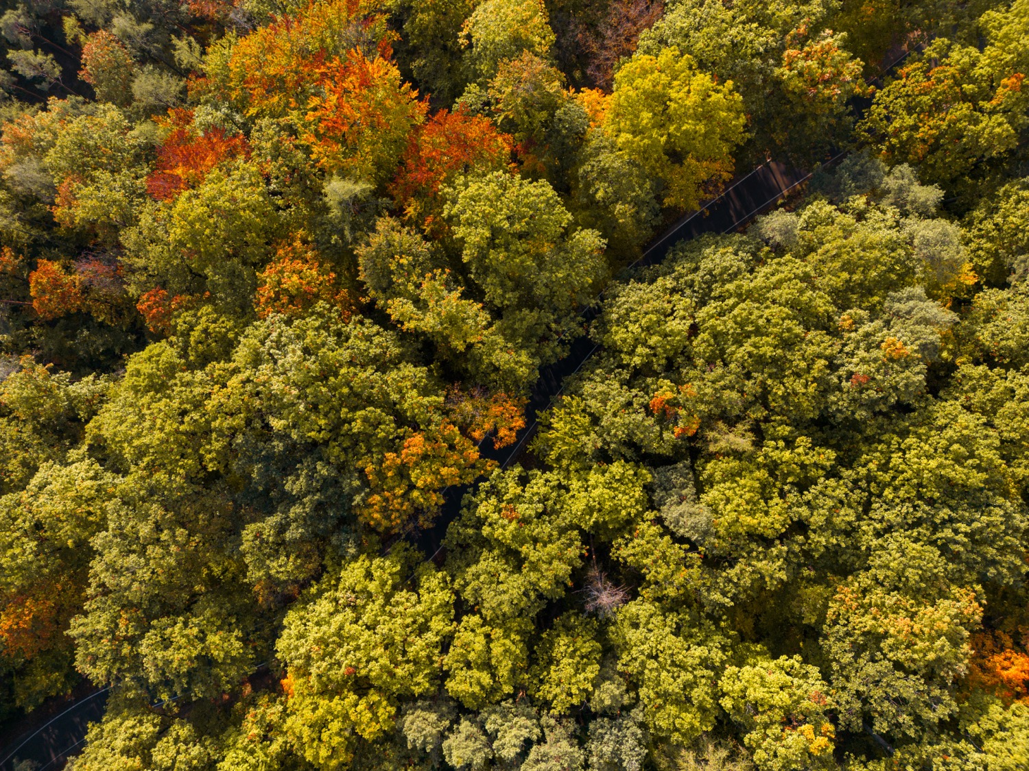 Driving through Meilwald | 1/15s * f1.7 * ISO 110 * 7mm - 6.7 mm f/1.7 - DJI Mini 3 pro Driving through Meilwald