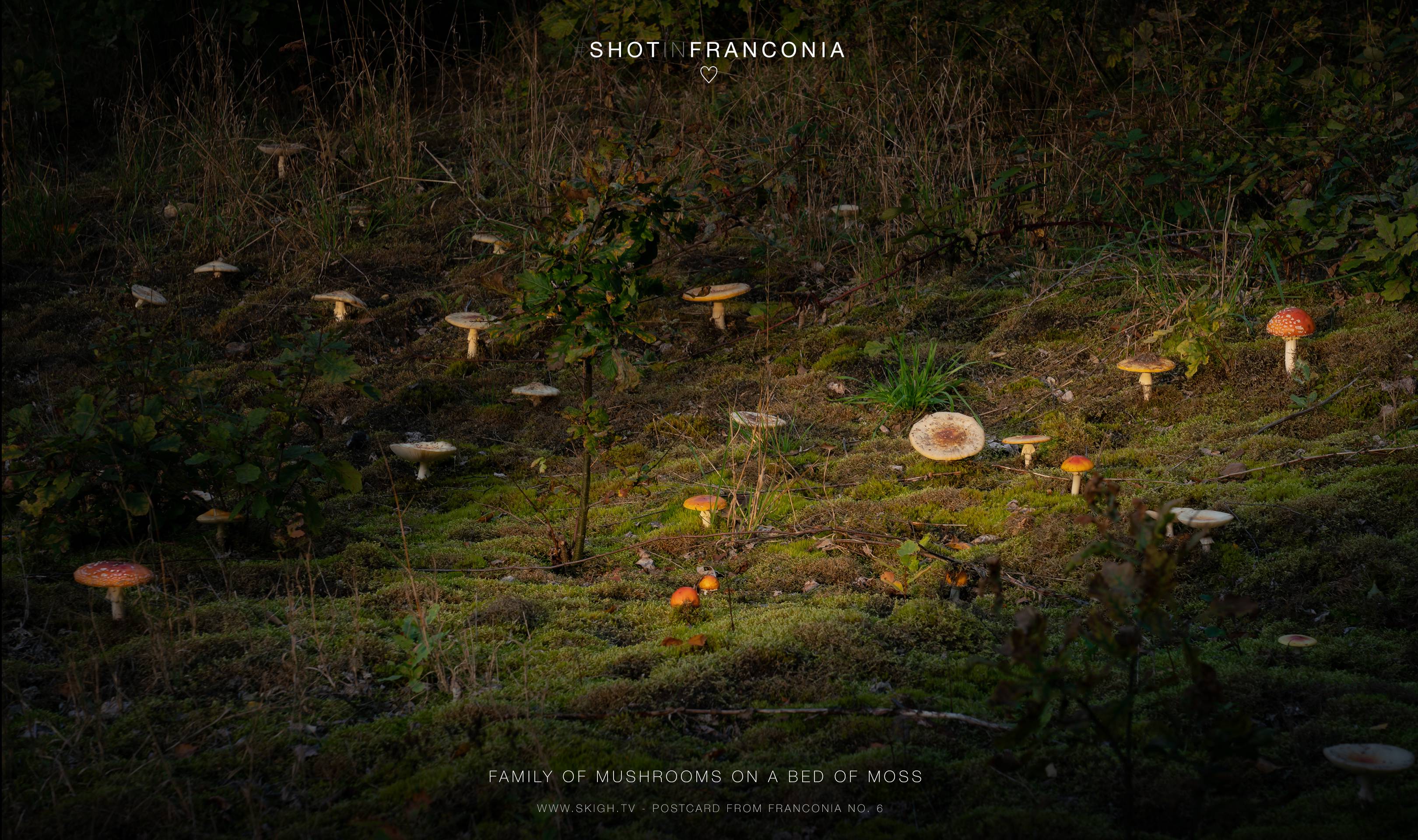Family of mushrooms on a bed of moss | 1/125s * f10 * ISO 400 * 105mm - FE 24-105mm F4 G OSS - Sony α7R II Family of mushrooms on a bed of moss
