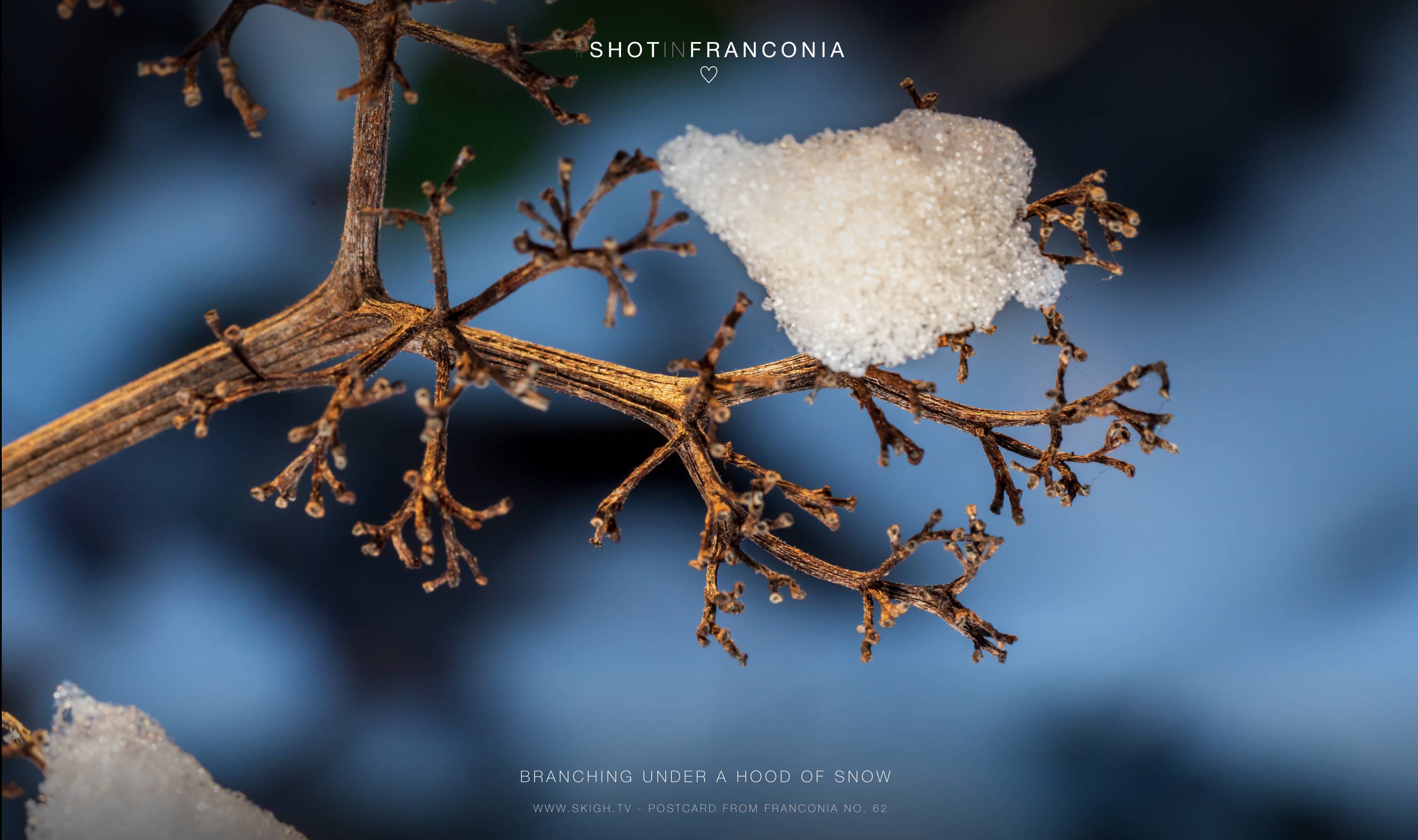 Branching under a hood of snow | 1/60s * f14 * ISO 400 * 90mm - FE 90mm F2.8 Macro G OSS - Sony α7R III Branching under a hood of snow