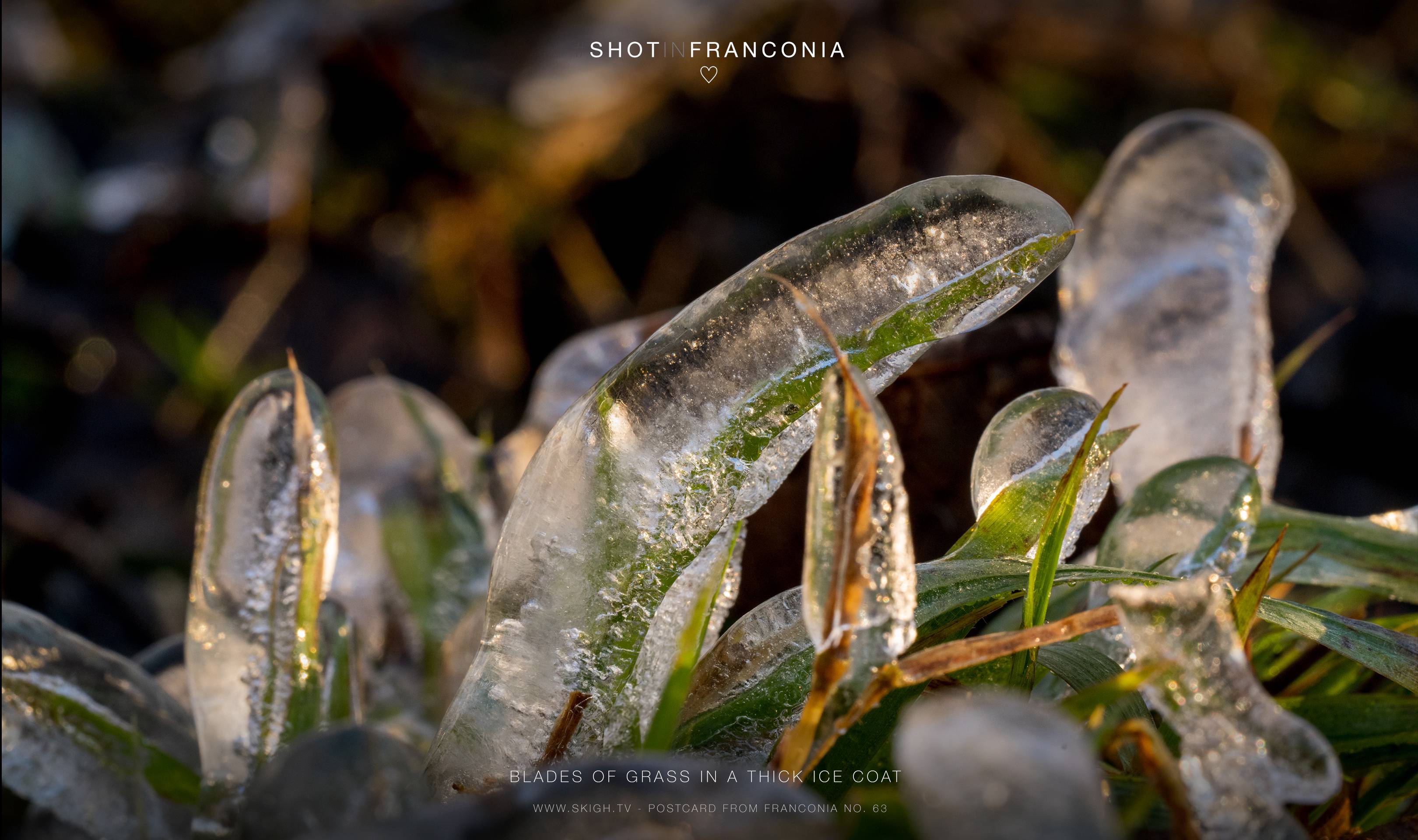 Blades of grass in a thick ice coat | 1/50s * f16 * ISO 1600 * 90mm - FE 90mm F2.8 Macro G OSS - Sony α7R III Blades of grass in a thick ice coat