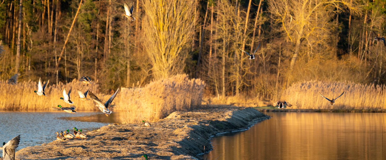 Flight path | 1/1000s * f5.6 * ISO 640 * 300mm - FE 70-300mm F4.5-5.6 G OSS - Sony α7R III Flight path