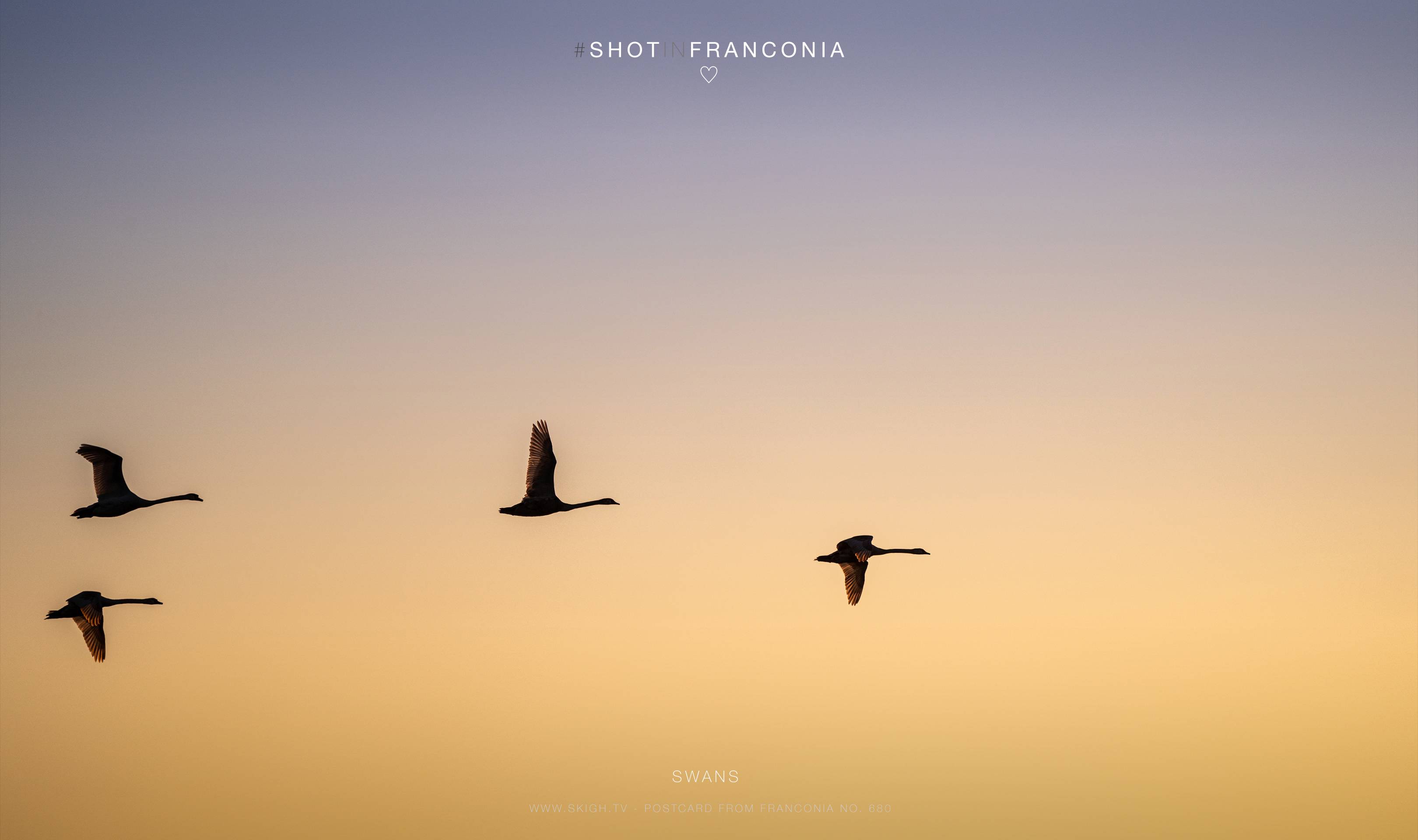 Swans | 1/1000s * f5.6 * ISO 200 * 300mm - FE 70-300mm F4.5-5.6 G OSS - Sony α7R III Swans