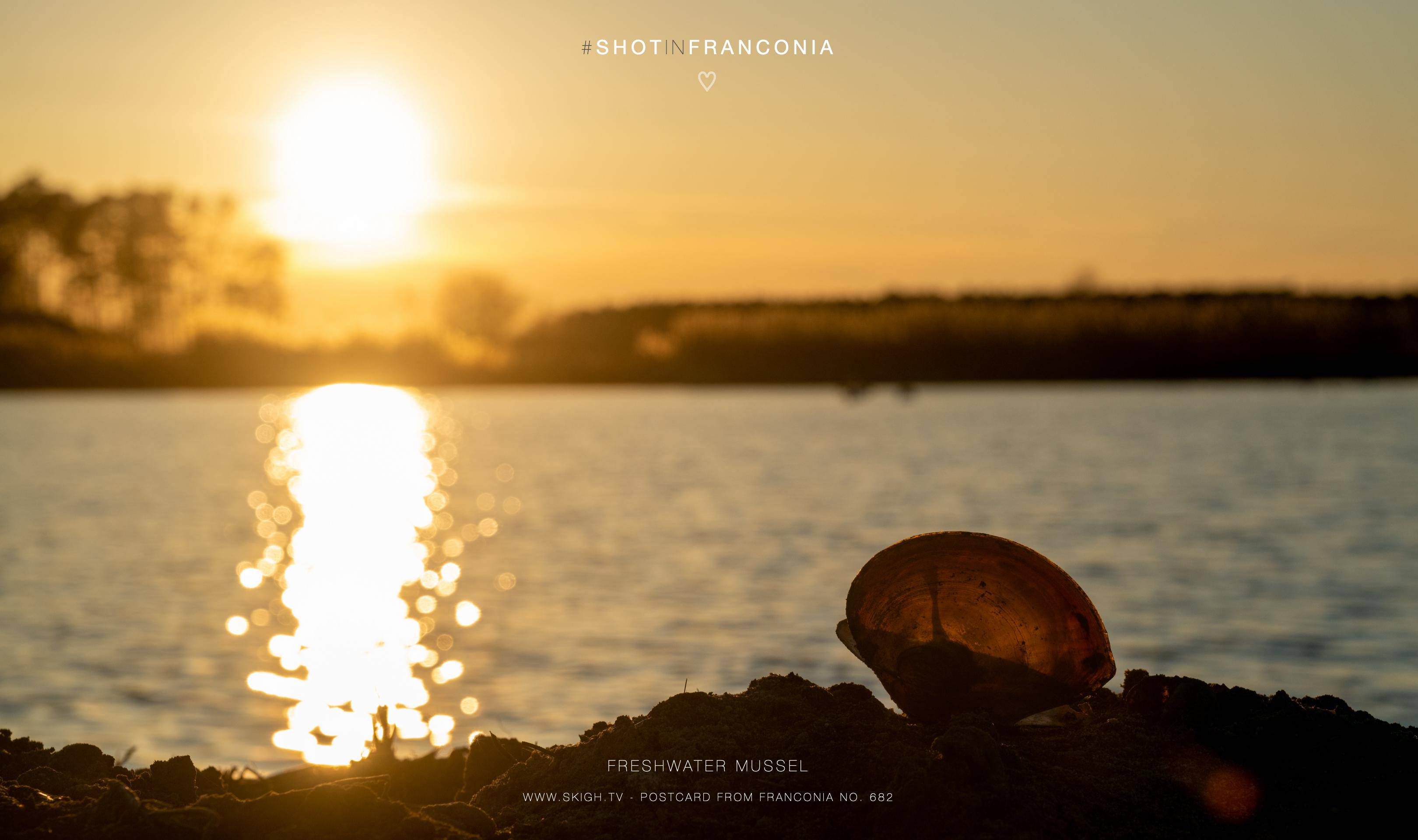 Freshwater mussel | 1/1000s * f11 * ISO 500 * 102mm - FE 70-300mm F4.5-5.6 G OSS - Sony α7R III Freshwater mussel