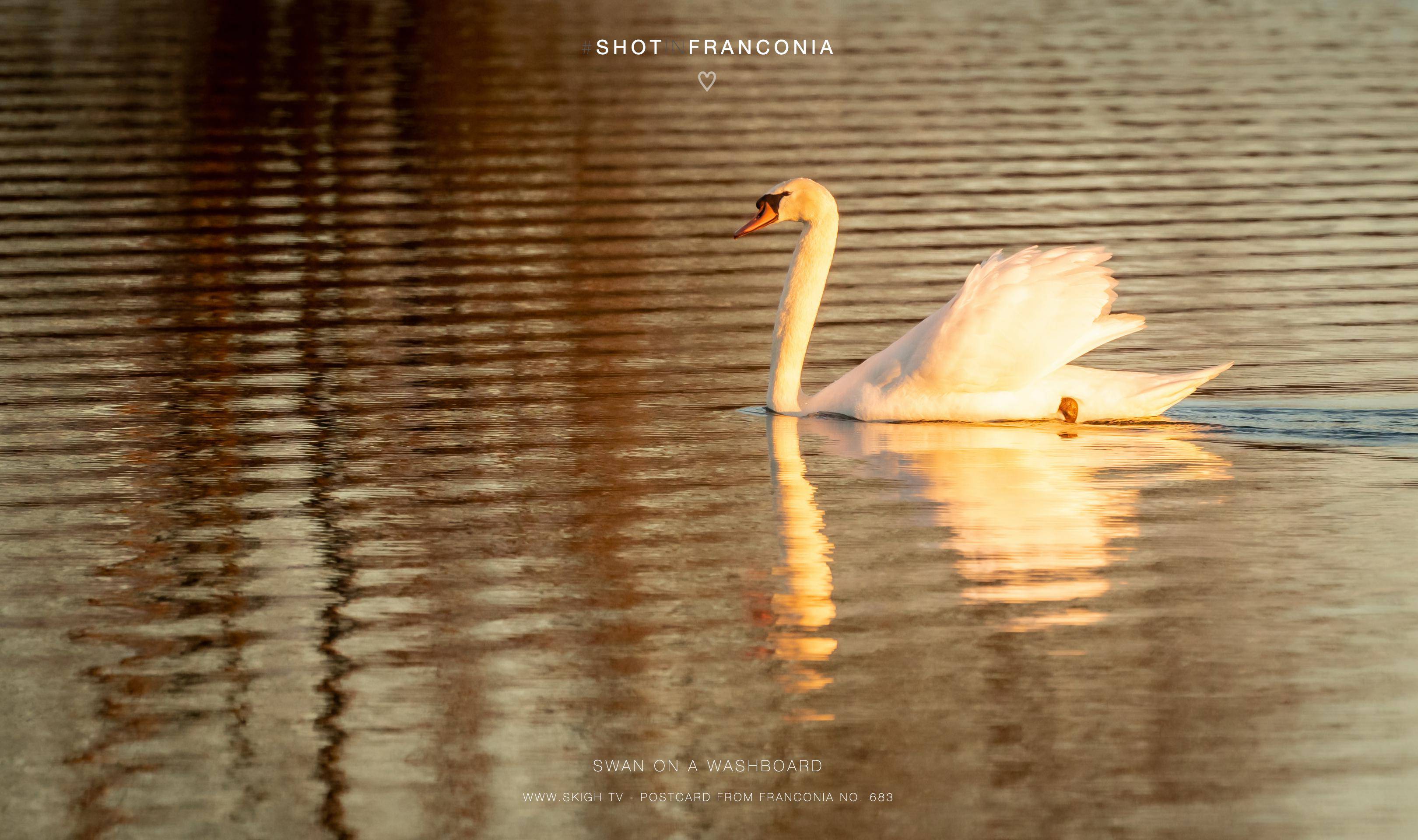 Swan on a washboard | 1/1000s * f5.6 * ISO 1250 * 300mm - FE 70-300mm F4.5-5.6 G OSS - Sony α7R III Swan on a washboard