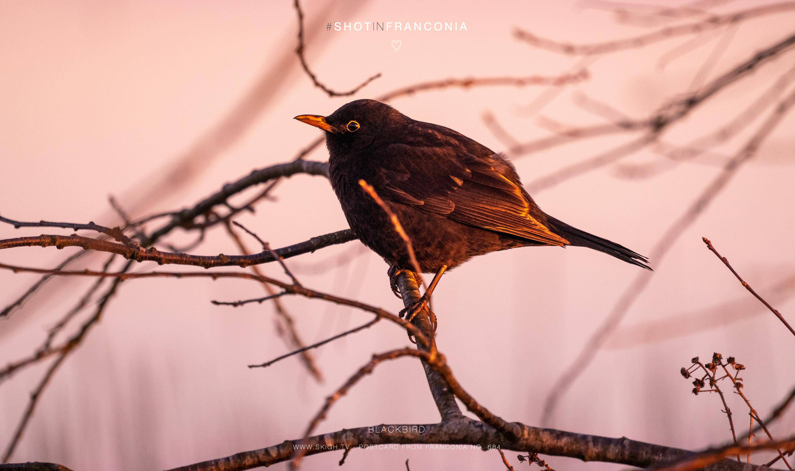Blackbird | 1/1000s * f5.6 * ISO 1600 * 300mm - FE 70-300mm F4.5-5.6 G OSS - Sony α7R III Blackbird