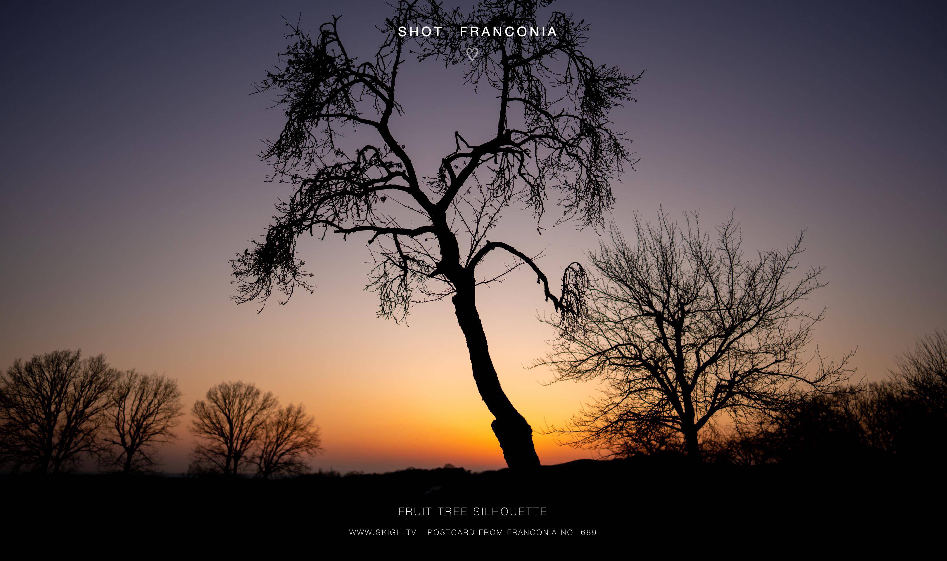 Fruit tree silhouette | 1/1250s * f1.4 * ISO 100 * 24mm - FE 24mm F1.4 GM - Sony α7 IV Fruit tree silhouette