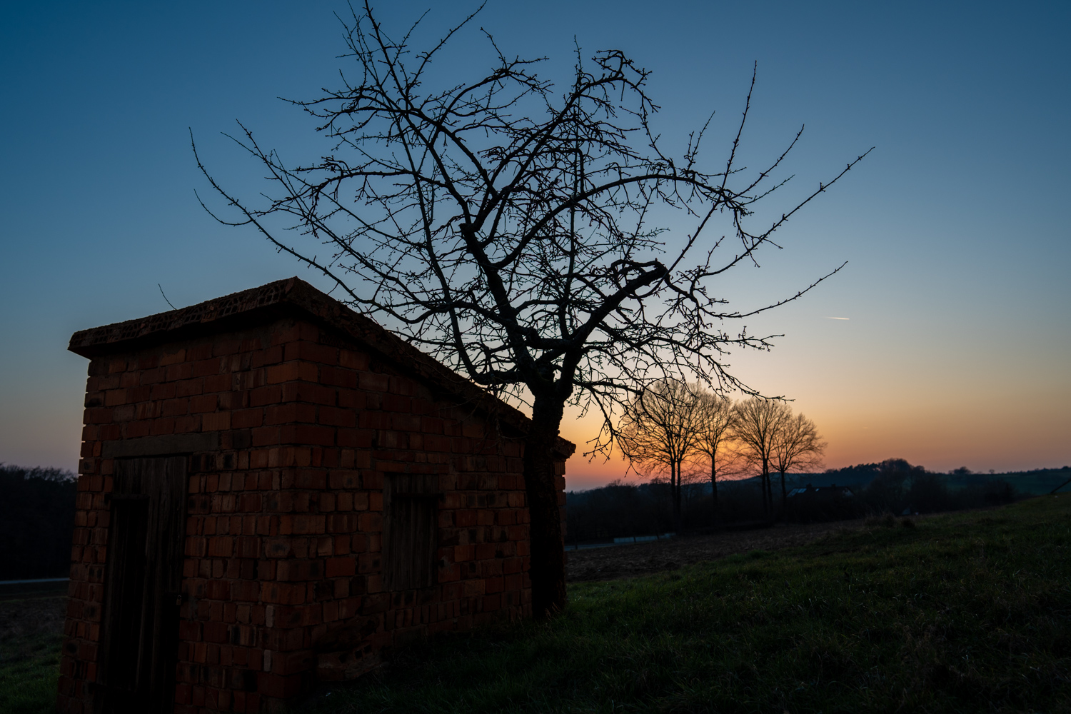 Fruit tree silhouette | 1/1250s * f1.4 * ISO 100 * 24mm - FE 24mm F1.4 GM - Sony α7 IV Fruit tree silhouette