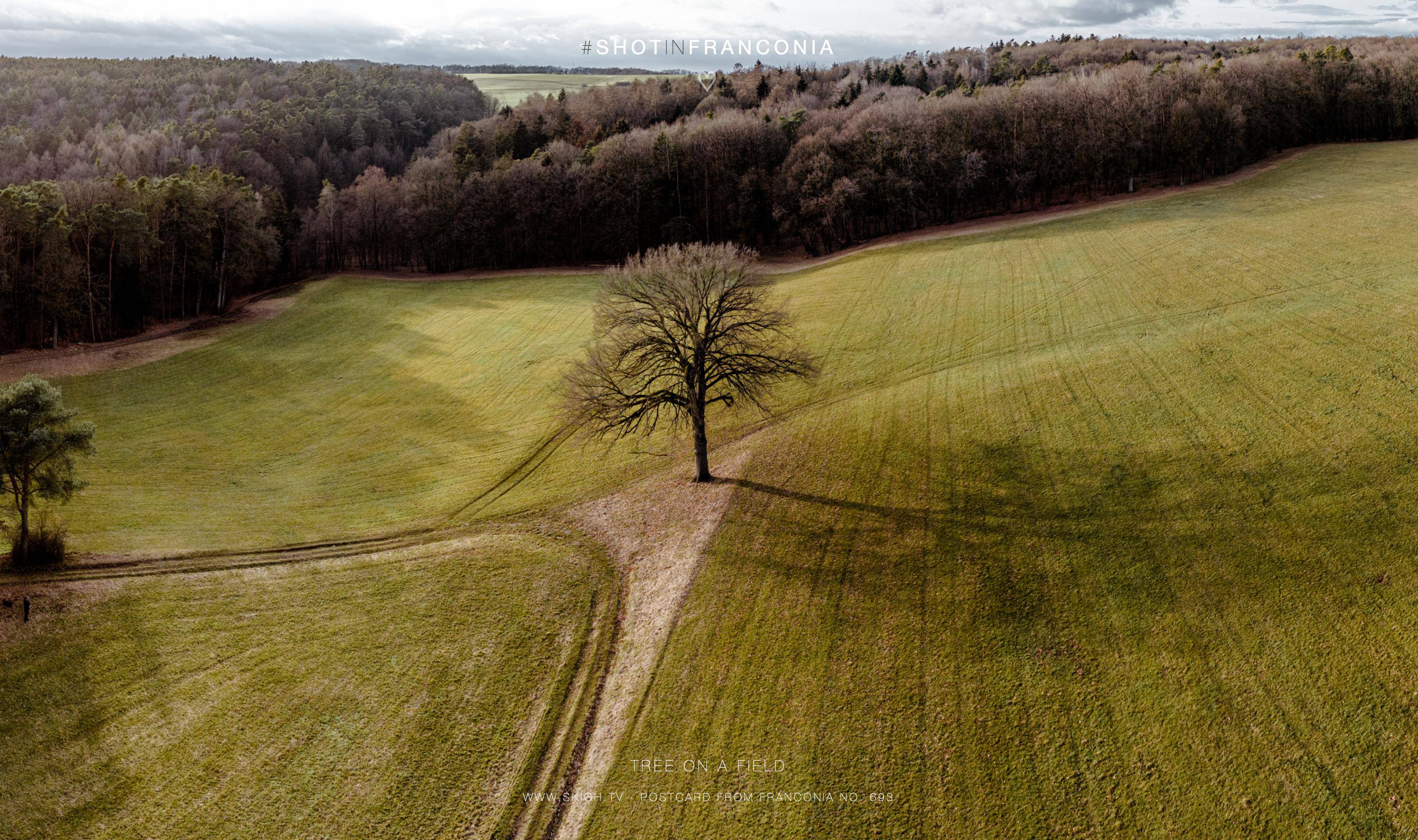 Tree on a field | 1/640s * f1.7 * ISO 200 * 7mm - 6.7 mm f/1.7 - DJI Mini 3 pro Tree on a field