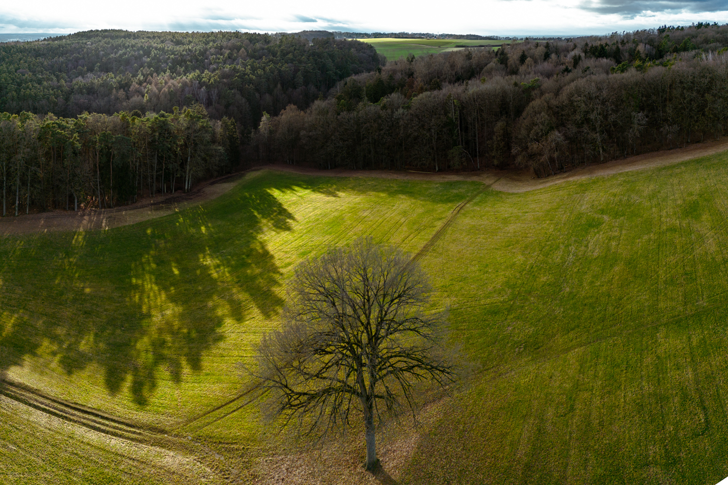 Tree on a field | 1/640s * f1.7 * ISO 200 * 7mm - 6.7 mm f/1.7 - DJI Mini 3 pro Tree on a field