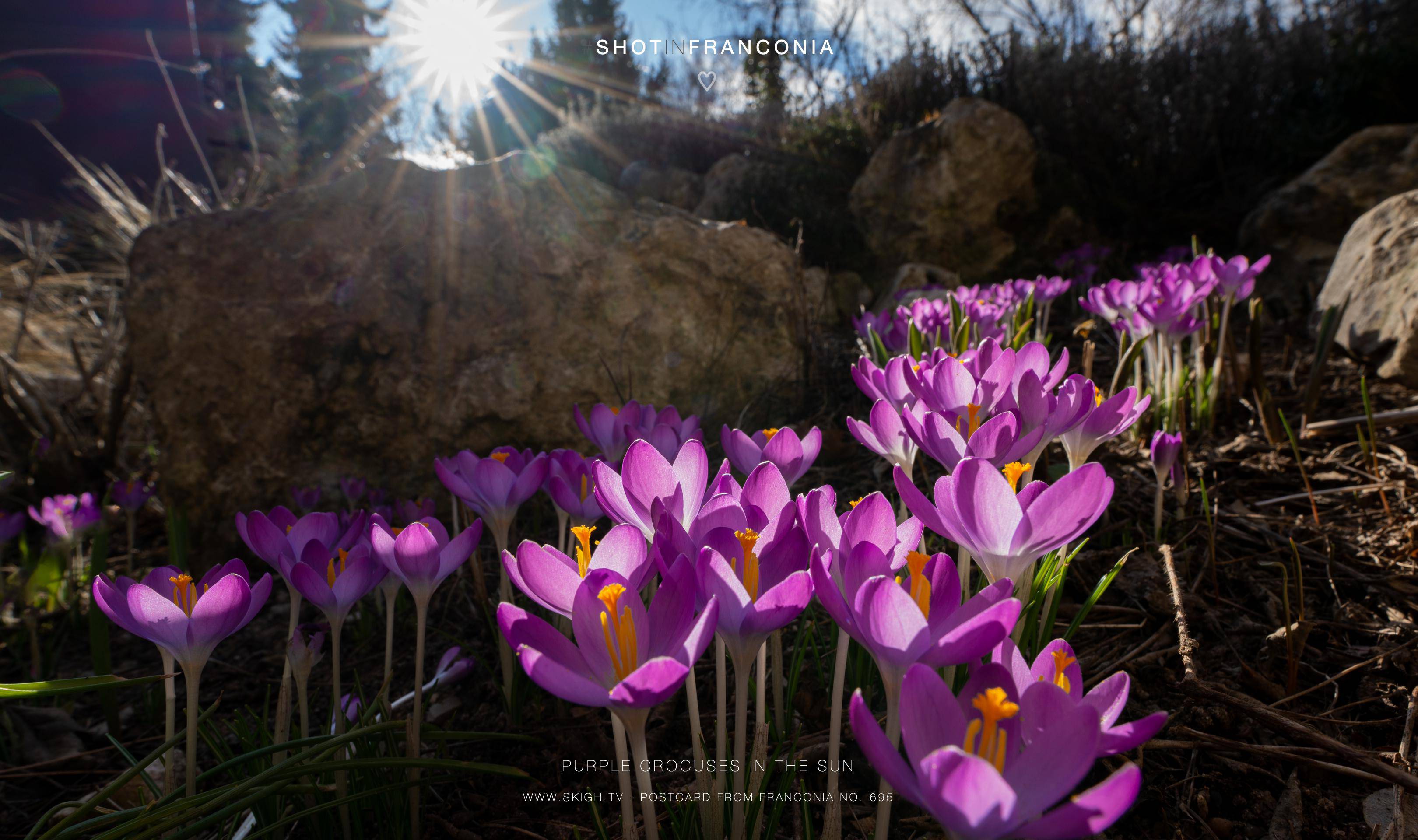 Purple crocuses in the sun | 1/125s * f13 * ISO 250 * 14mm - FE 14mm F1.8 GM - Sony α7 IV Purple crocuses in the sun