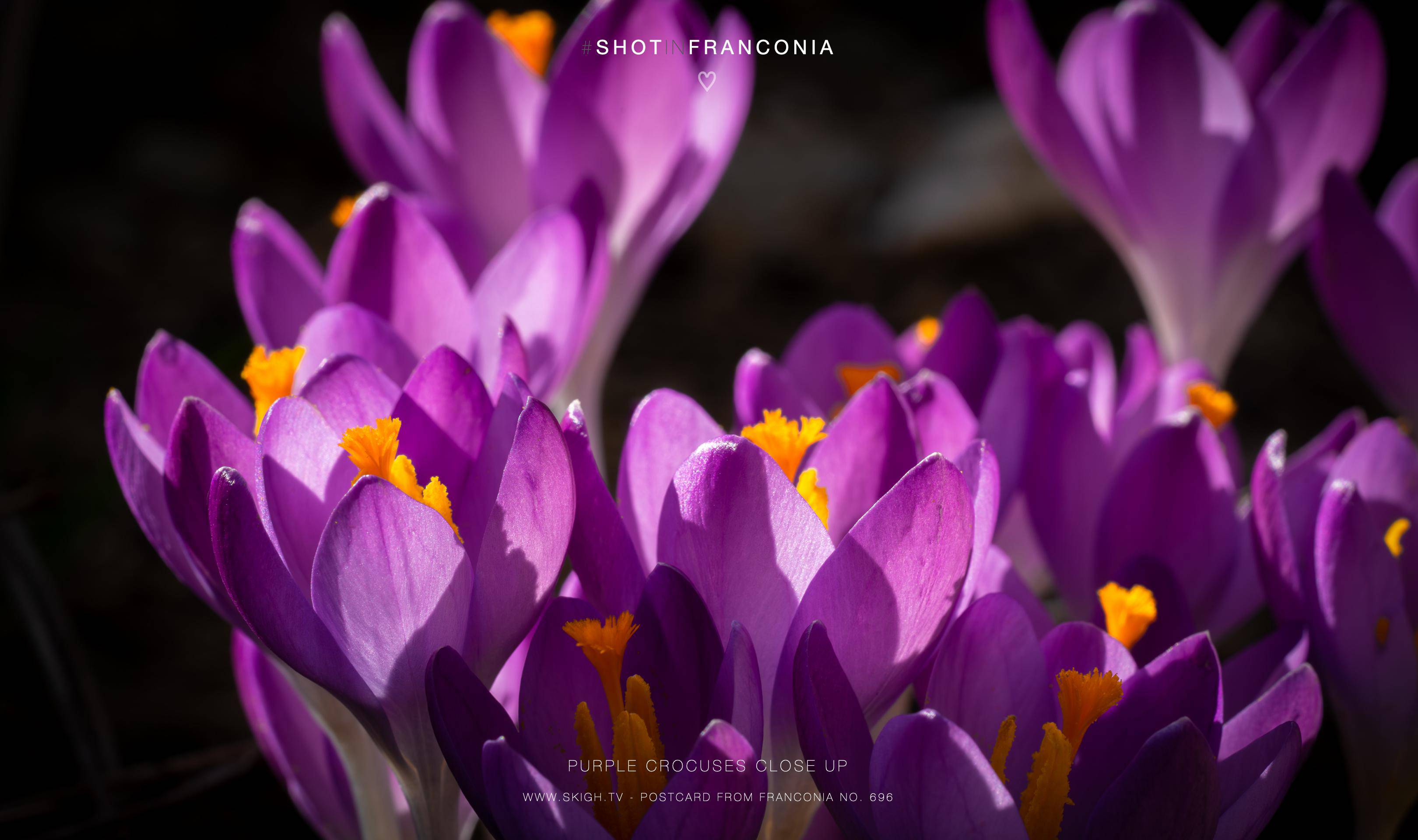 Purple crocuses close up | 1/125s * f14 * ISO 1000 * 90mm - FE 90mm F2.8 Macro G OSS - Sony α7R III Purple crocuses close up