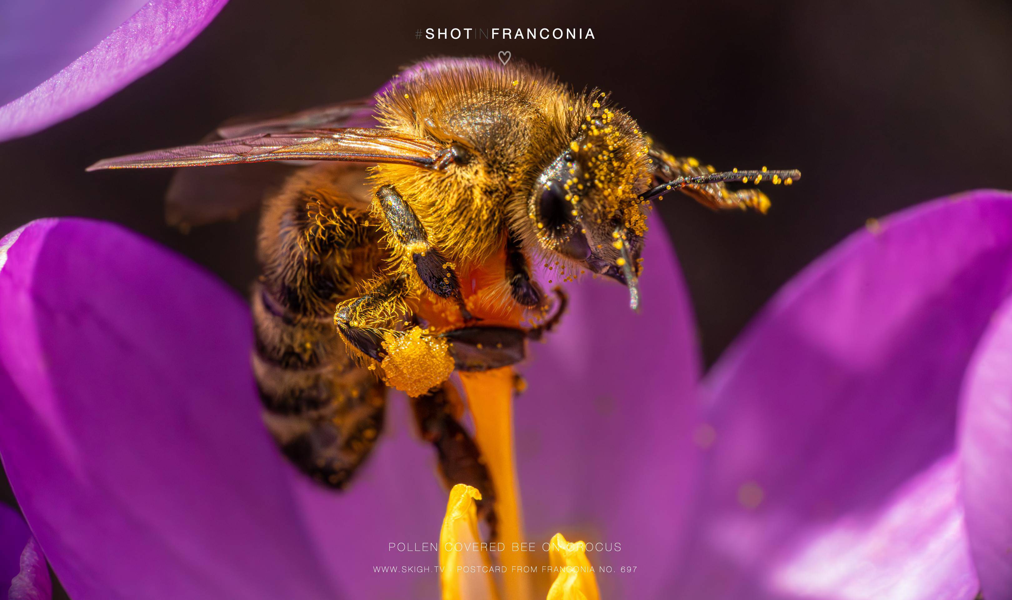 Pollen covered bee on crocus | 1/800s * f14 * ISO 12800 * 90mm - FE 90mm F2.8 Macro G OSS - Sony α7R III Pollen covered bee on crocus