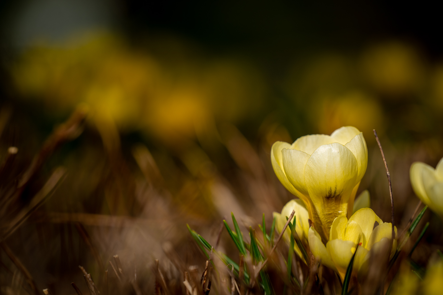 Crocus flower pistil | 1/500s * f13 * ISO 2000 * 90mm - FE 90mm F2.8 Macro G OSS - Sony α7R III Crocus flower pistil