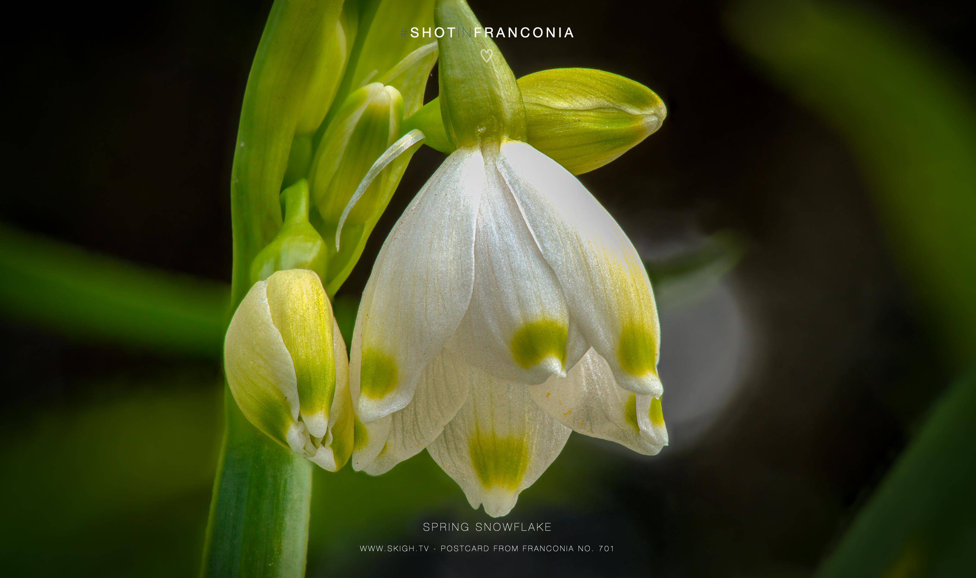 Spring snowflake | 1/60s * f13 * ISO 500 * 90mm - FE 90mm F2.8 Macro G OSS - Sony α7R V Spring snowflake