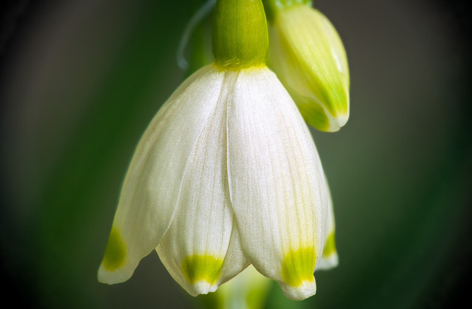 Spring snowflake | 1/60s * f13 * ISO 500 * 90mm - FE 90mm F2.8 Macro G OSS - Sony α7R V Spring snowflake