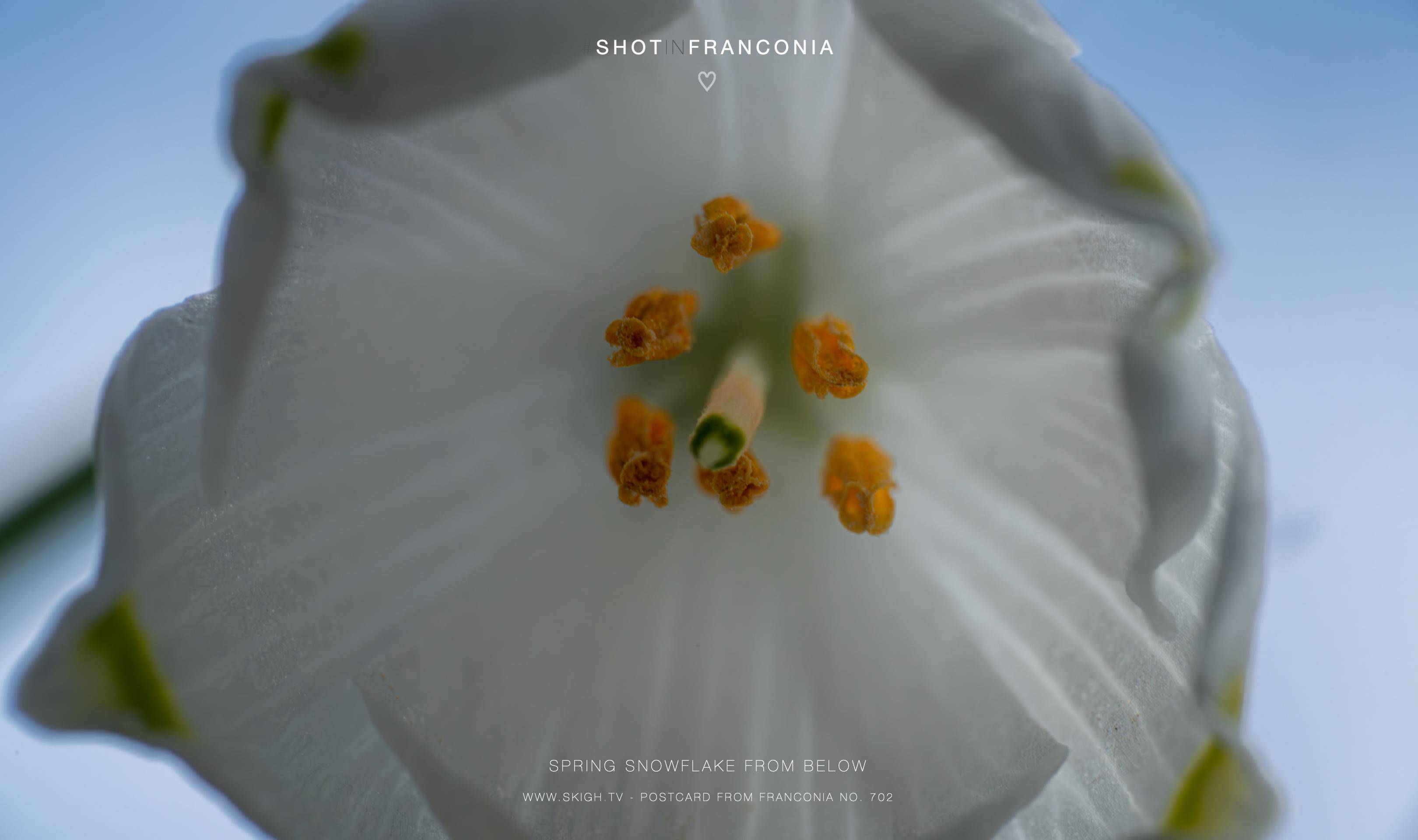 Spring snowflake from below | 1/125s * f16 * ISO 800 * 90mm - FE 90mm F2.8 Macro G OSS - Sony α7R V Spring snowflake from below