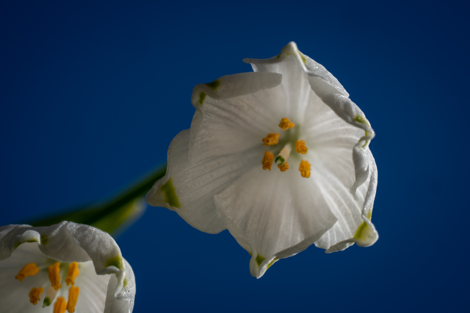 Spring snowflake from below | 1/125s * f16 * ISO 800 * 90mm - FE 90mm F2.8 Macro G OSS - Sony α7R V Spring snowflake from below