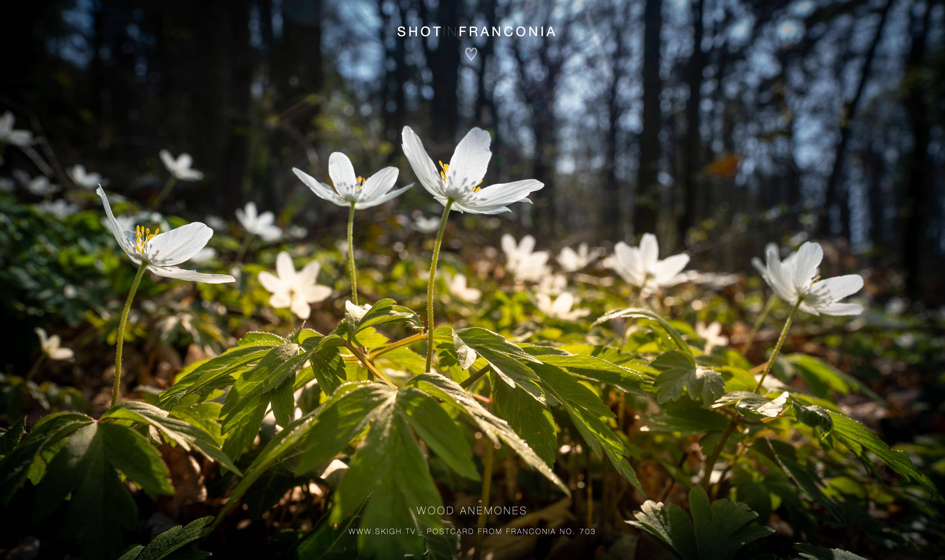 Wood Anemones | 1/125s * f10 * ISO 320 * 24mm - FE 24mm F1.4 GM - Sony α7 IV Wood Anemones