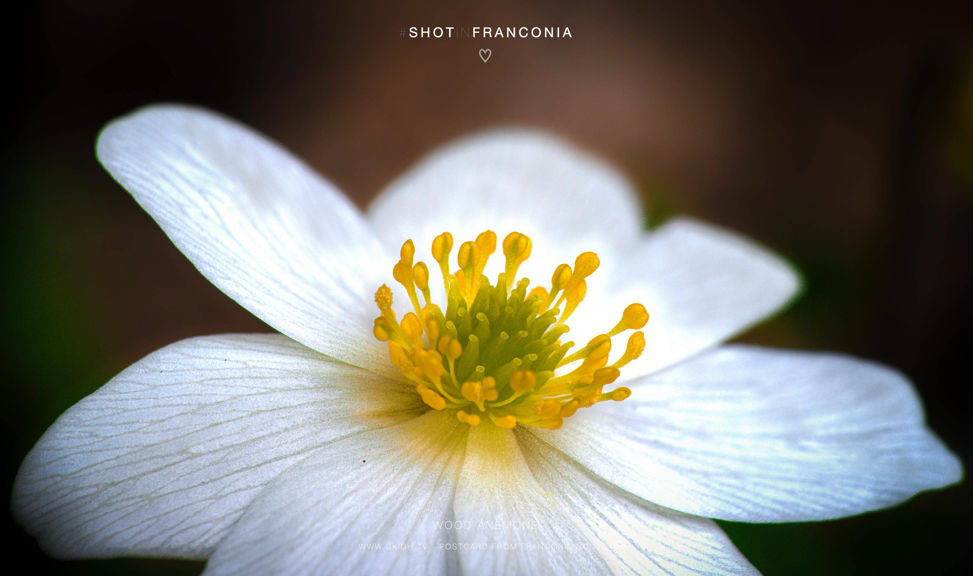 Wood Anemone | 1/60s * f13 * ISO 200 * 90mm - FE 90mm F2.8 Macro G OSS - Sony α7R V Wood Anemone