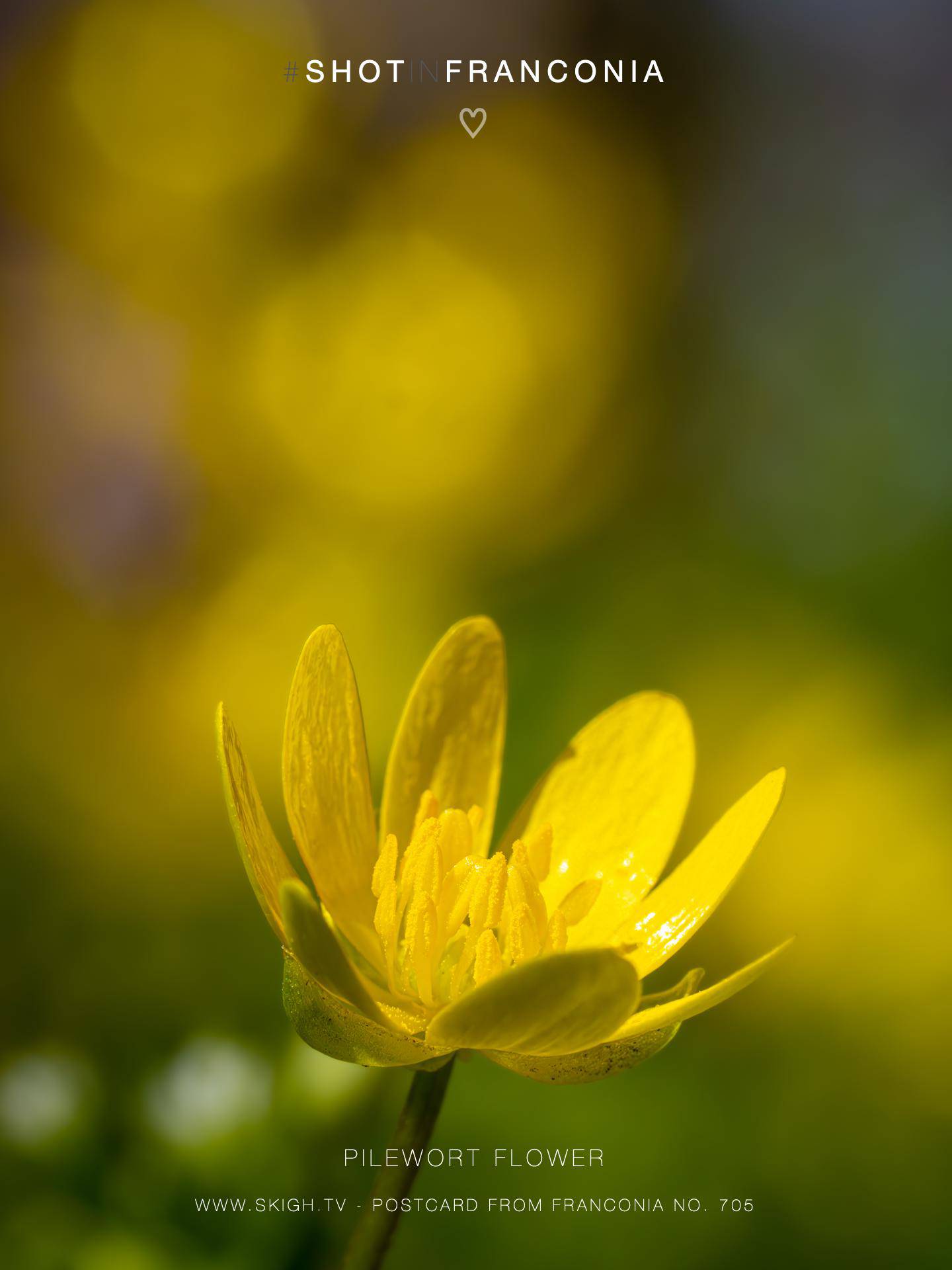 Pilewort flower | 1/500s * f13 * ISO 2500 * 90mm - FE 90mm F2.8 Macro G OSS - Sony α7R V Pilewort flower