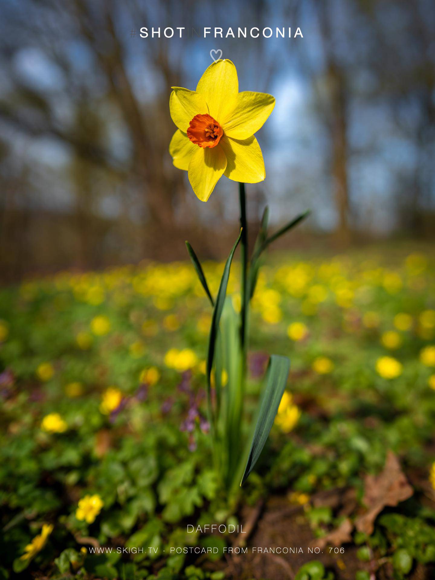 Daffodil | 1/1250s * f2 * ISO 100 * 24mm - FE 24mm F1.4 GM - Sony α7 IV Daffodil