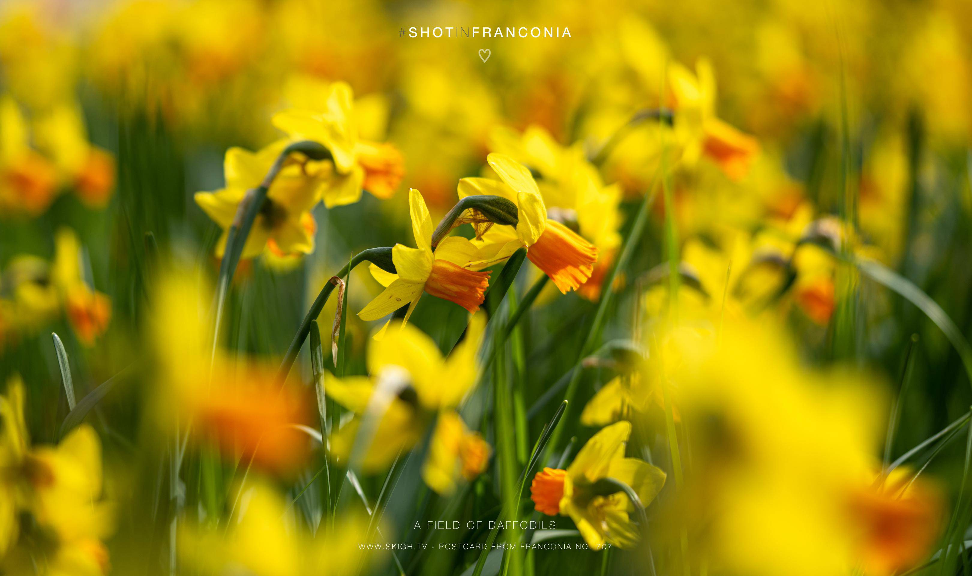 A field of daffodils | 1/800s * f2.8 * ISO 100 * 90mm - FE 90mm F2.8 Macro G OSS - Sony α7R V A field of daffodils