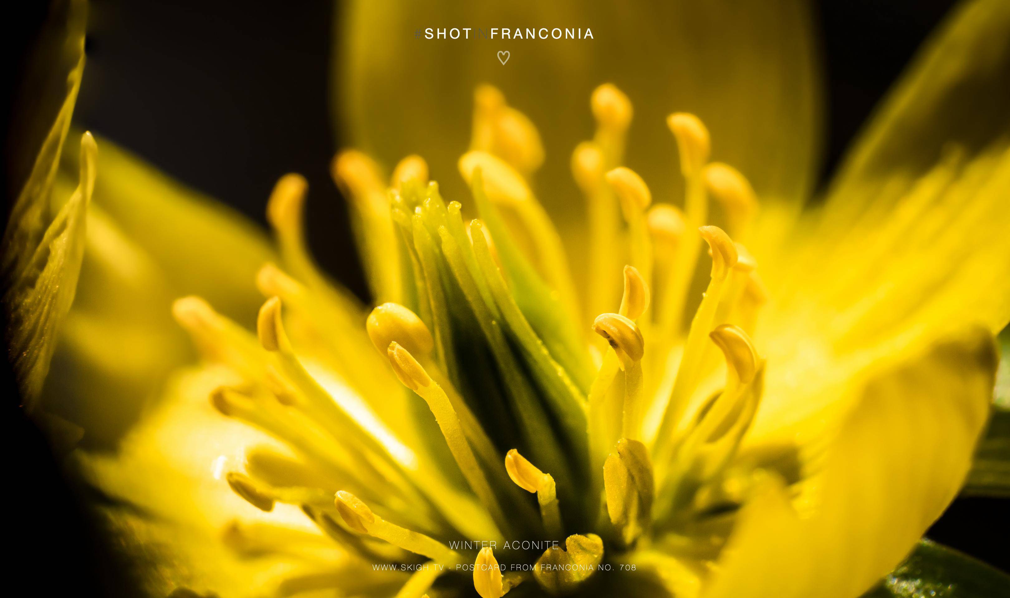 Winter aconite | 1/500s * f14 * ISO 1250 * 90mm - FE 90mm F2.8 Macro G OSS - Sony α7R V Winter aconite