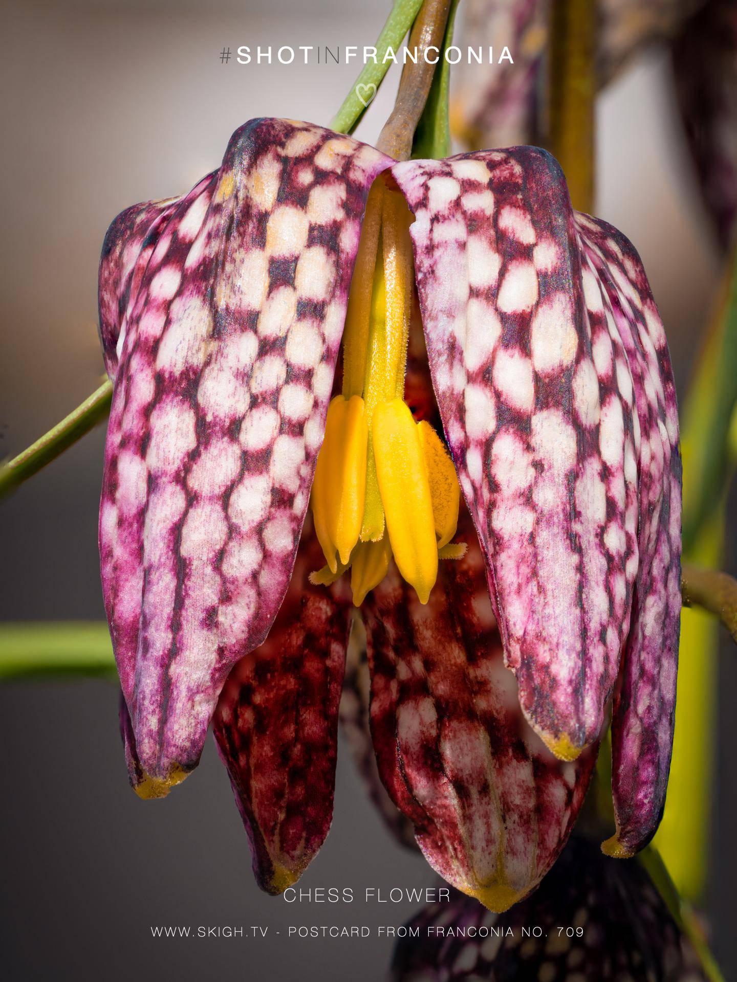 Chess flower | 1/125s * f11 * ISO 200 * 90mm - FE 90mm F2.8 Macro G OSS - Sony α7R V Chess flower