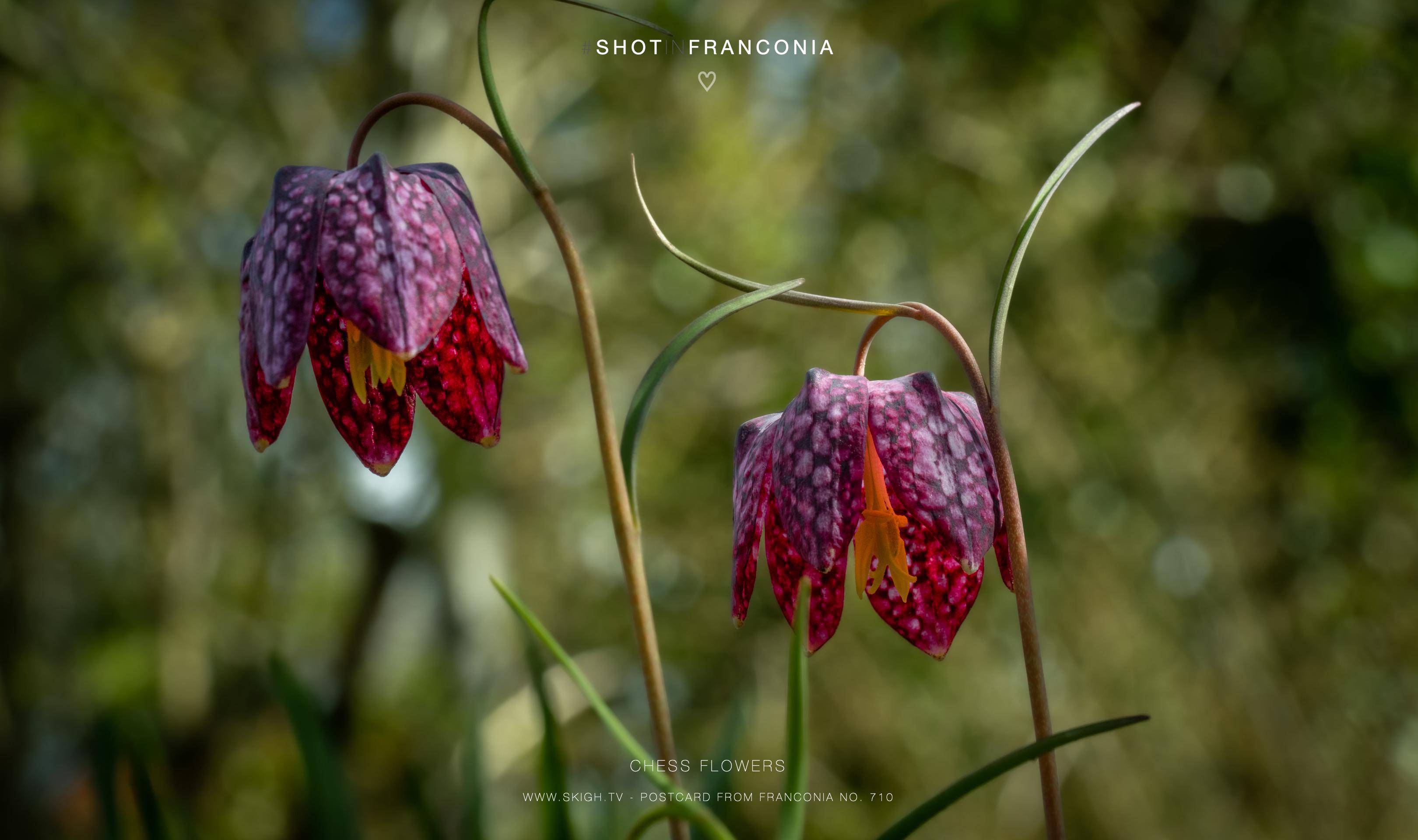 Chess flowers | 1/125s * f14 * ISO 1000 * 90mm - FE 90mm F2.8 Macro G OSS - Sony α7R V Chess flowers