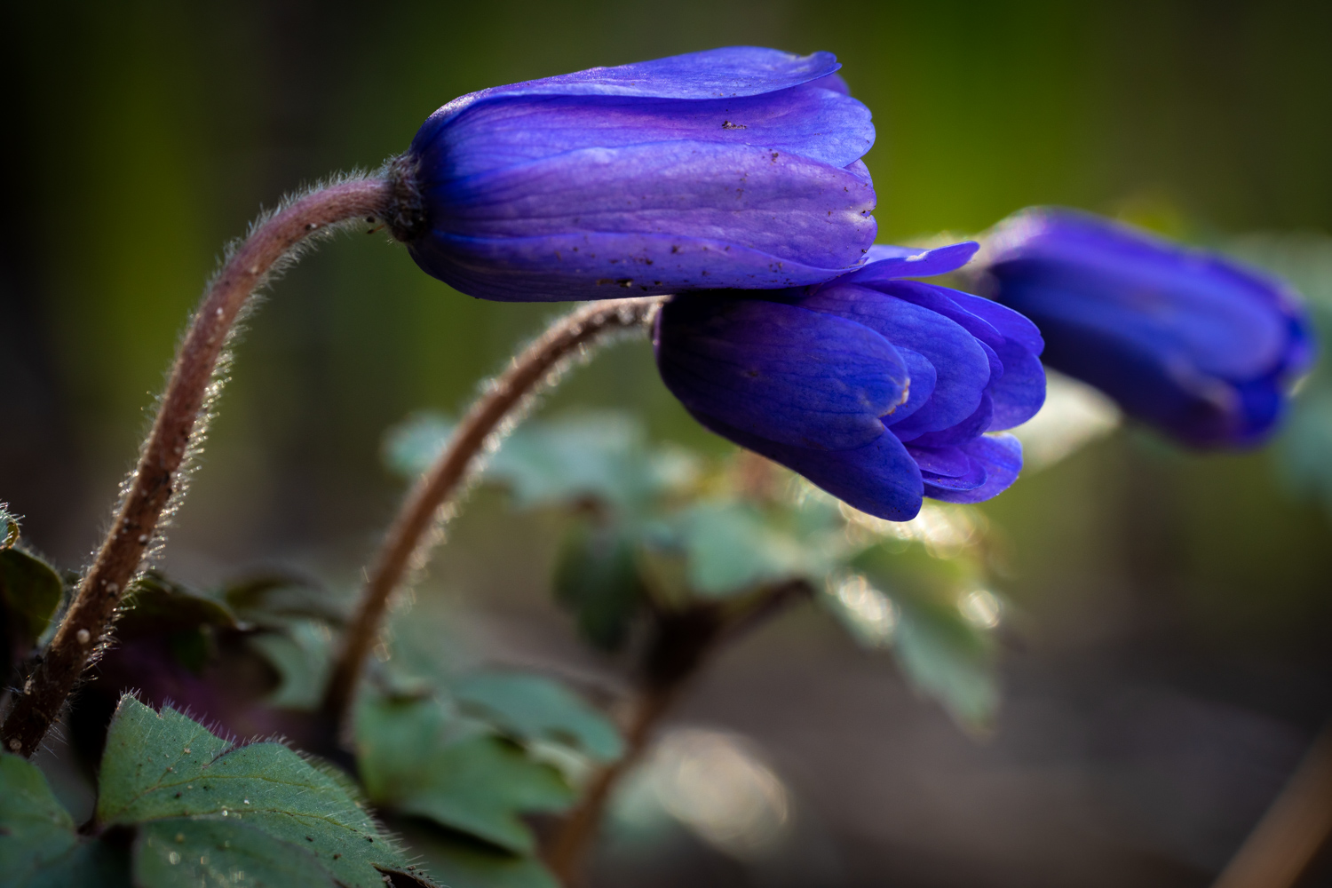 White and blue Wood Anemones | 1/160s * f2.8 * ISO 100 * 135mm - SAMYANG AF 135mm F1.8 - Sony α7 IV White and blue Wood Anemones
