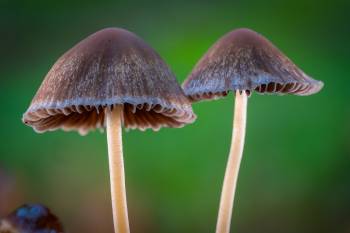 Geschwänzter Mürbling