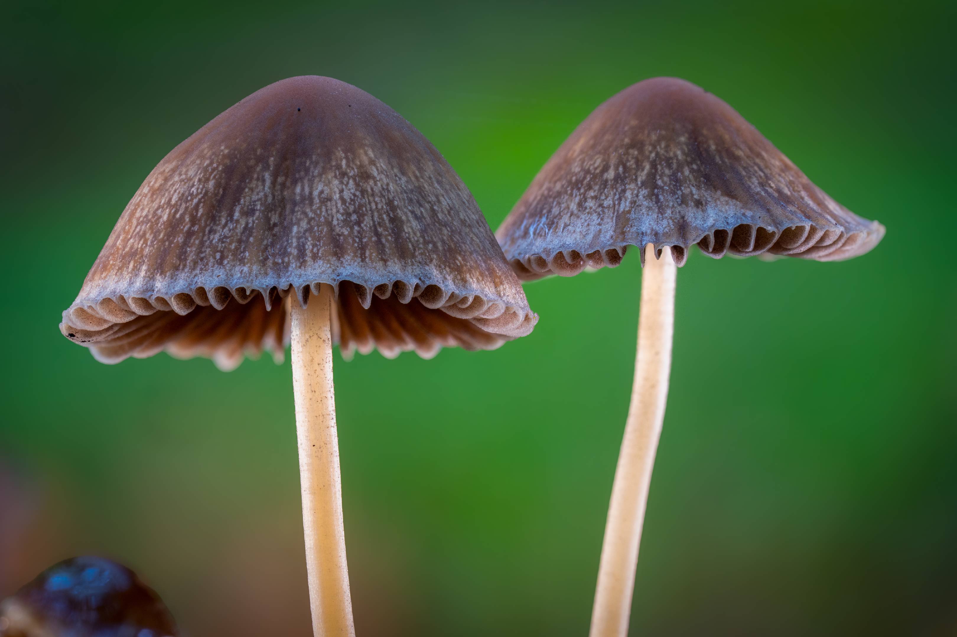 Geschwänzter Mürbling