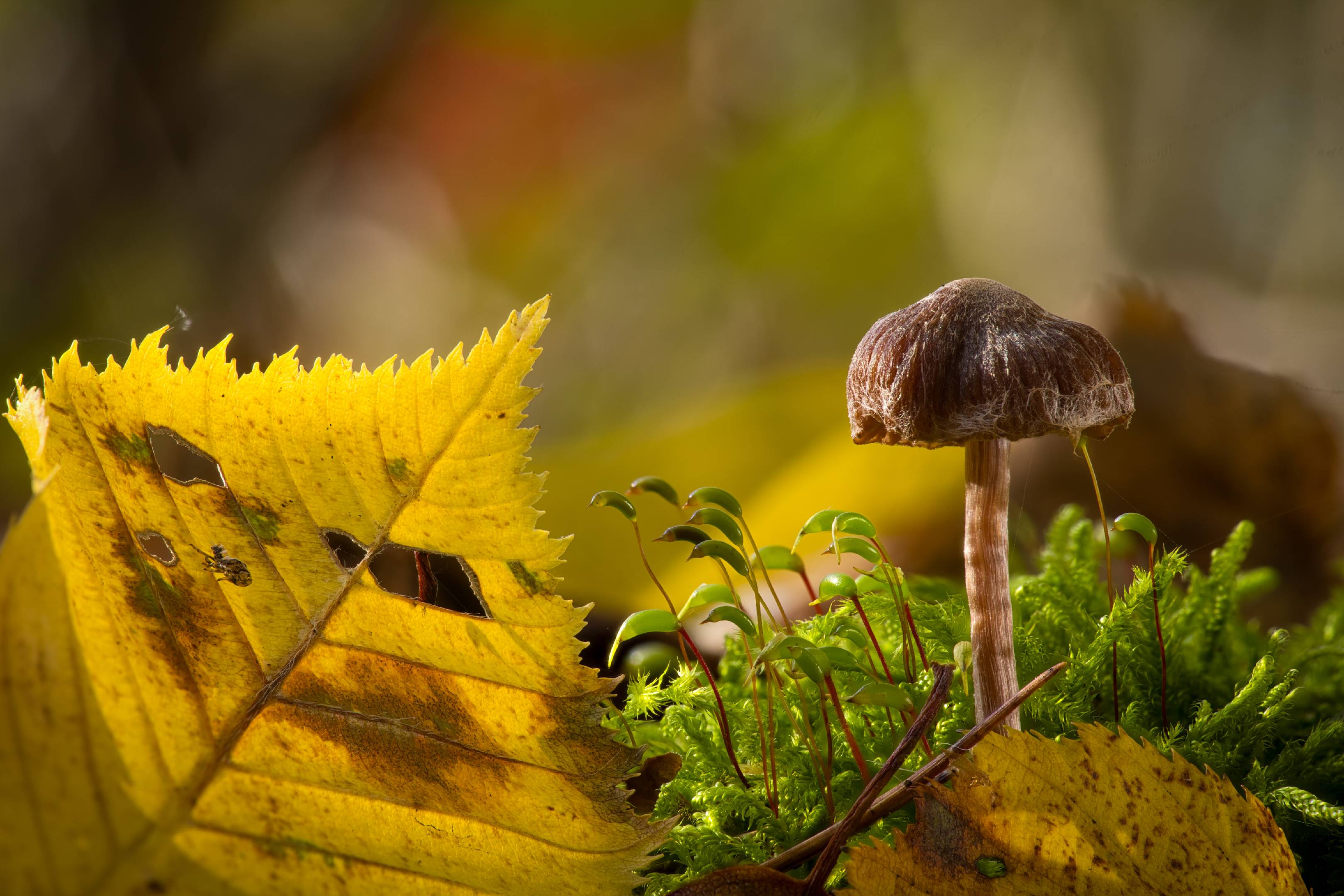 Violettlicher Pelargonien-Gürtelfuß | 1/8s * f11 * ISO 125 * 90mm - Sony FE 90mm F2.8 OSS - Sony α7R V Violettlicher Pelargonien-Gürtelfuß