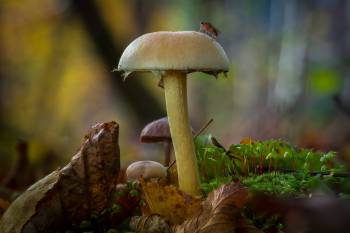 Träuschlingsverwandte