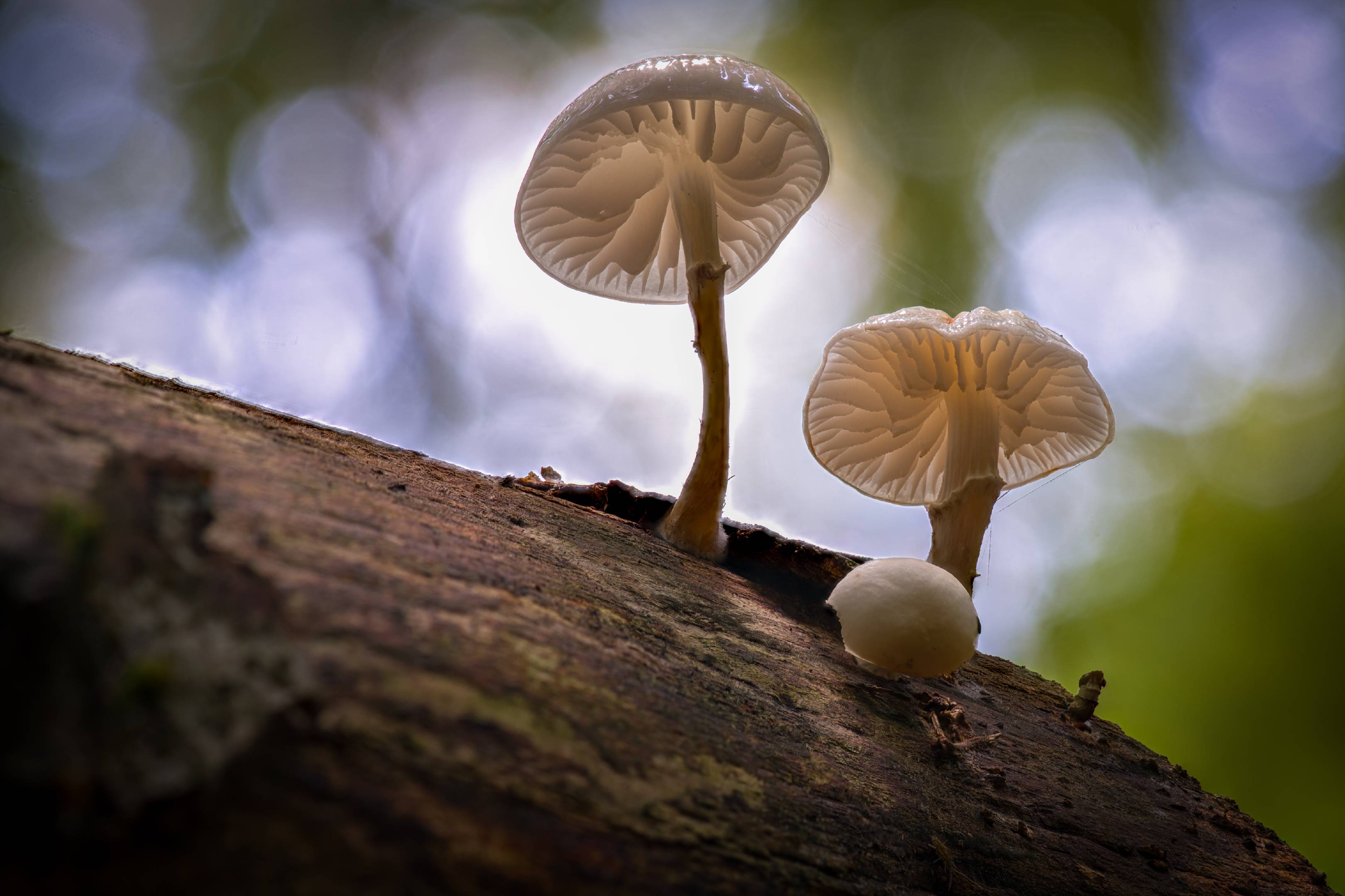 Buchen-Schleimrübling