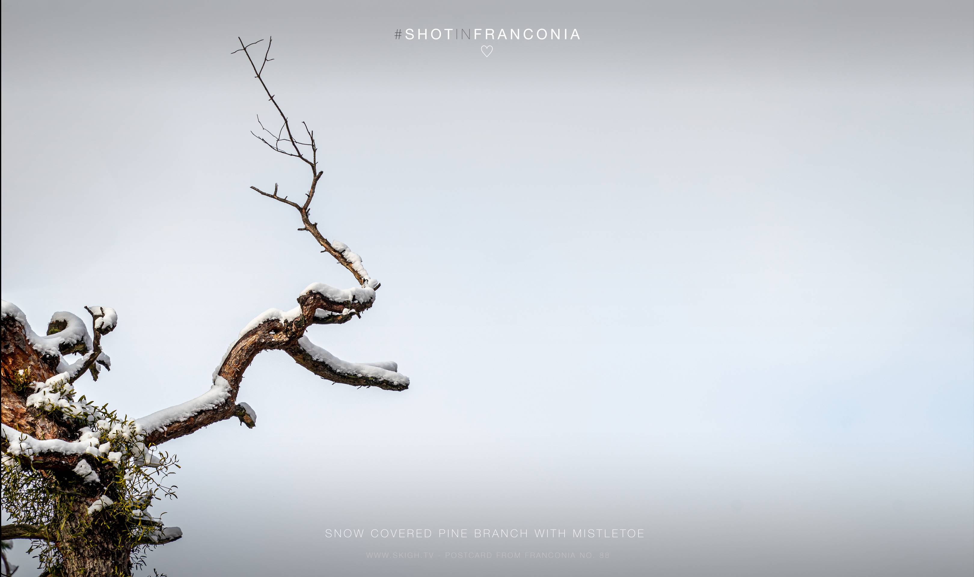 Snow covered pine branch with mistletoe | 1/800s * f8 * ISO 100 * 300mm - FE 70-300mm F4.5-5.6 G OSS - Sony α7R III Snow covered pine branch with mistletoe